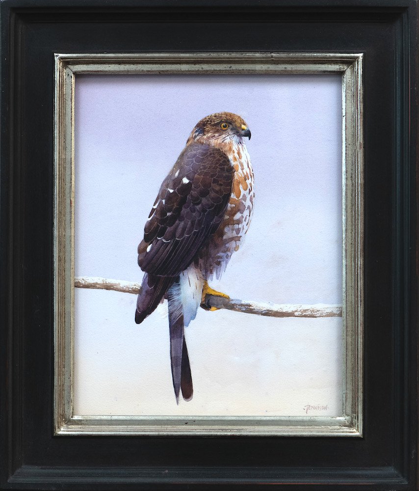 Sharp-shinned Hawk framed.jpg