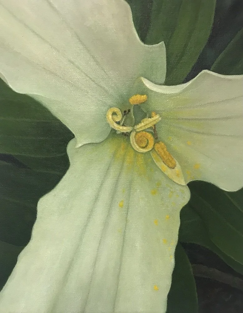 Trillium web.jpeg