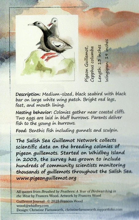 Pigeon Guillemot - web-2.jpg