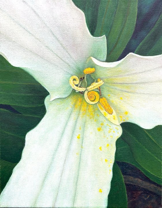 Trillium - oil on canvas by Susan R. Lytle