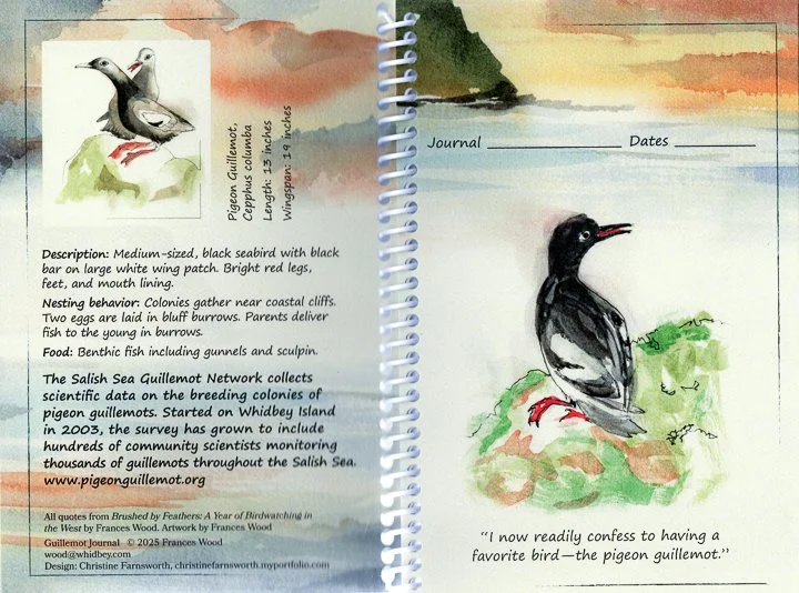 Pigeon Guillemot - web.jpg