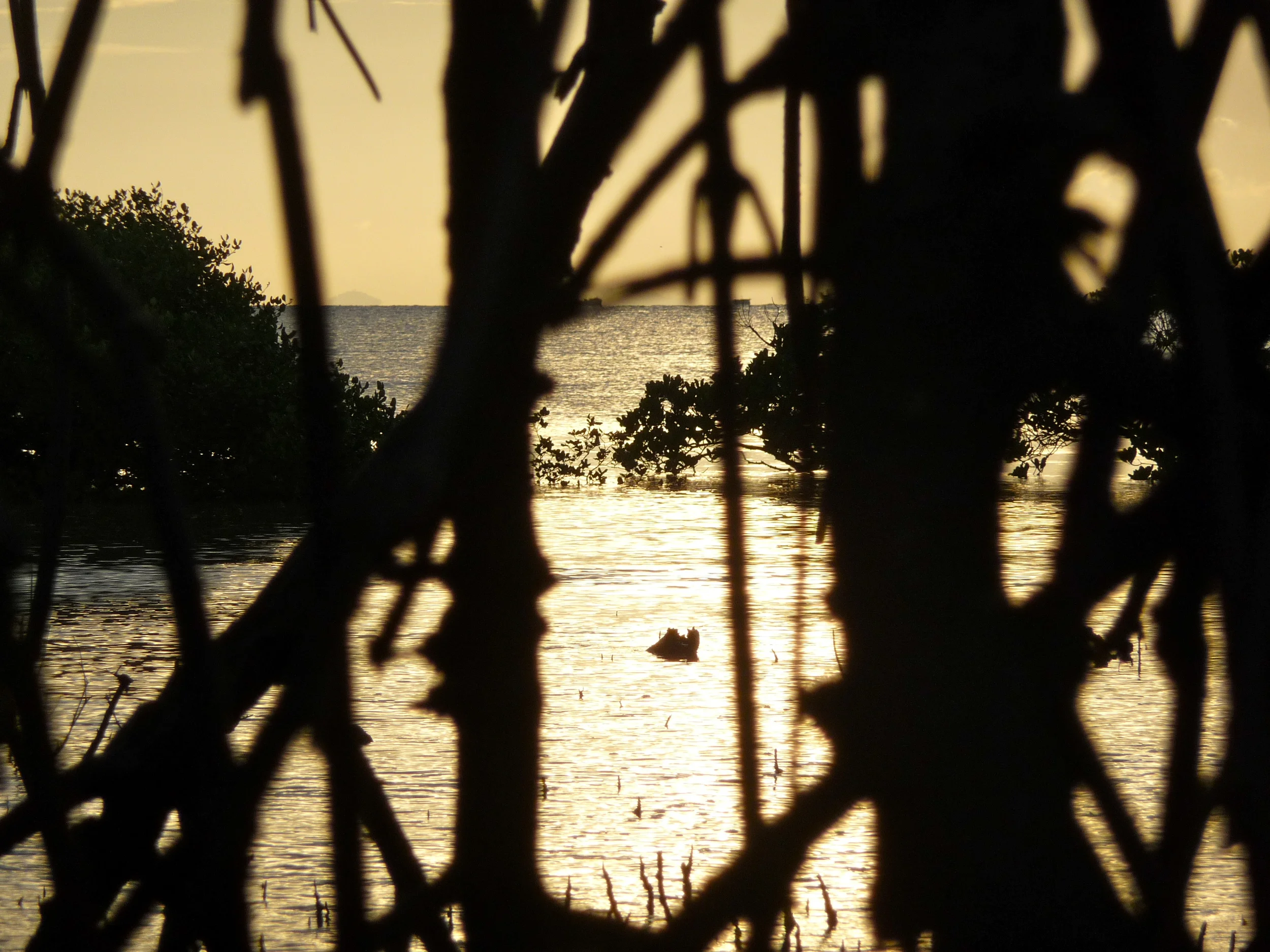 Cat Ba Mangroves, Vietnam