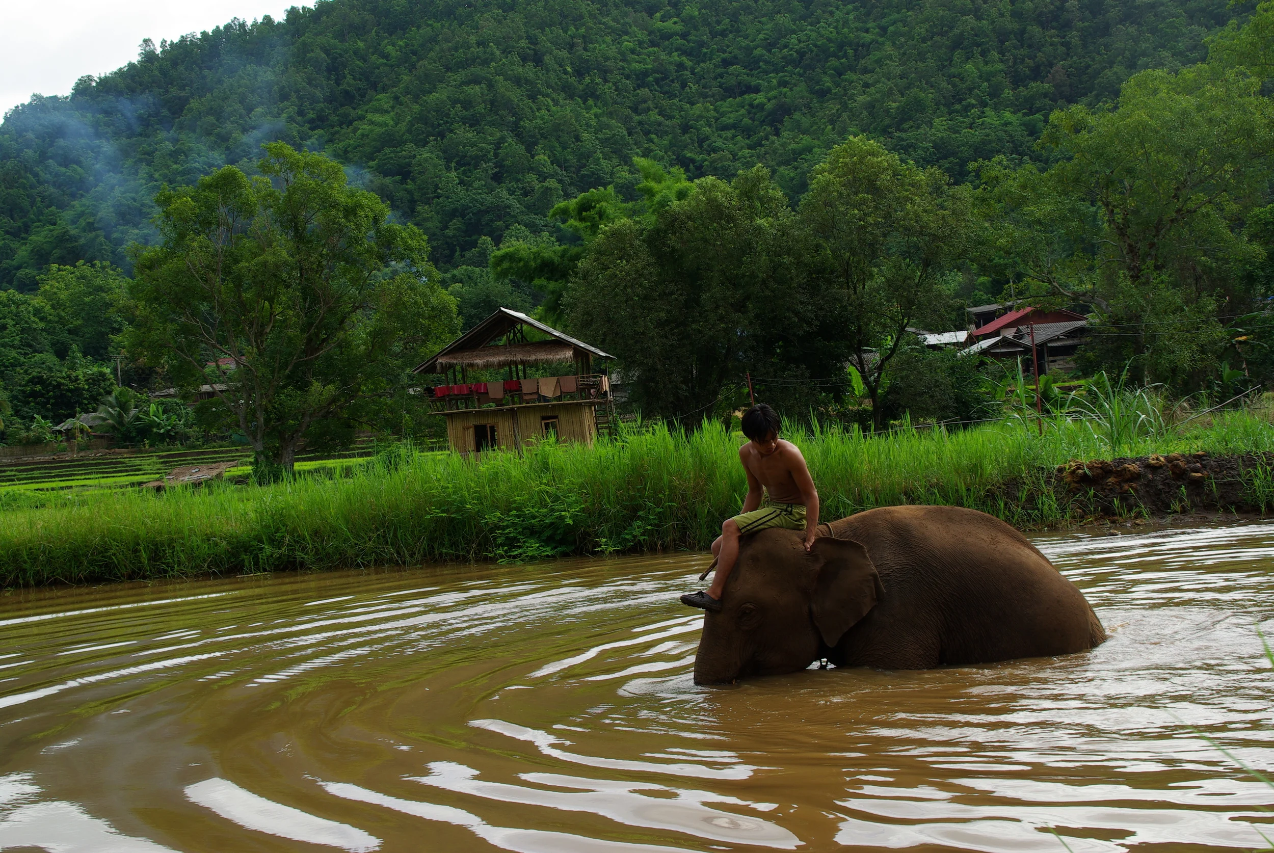 Oliphant, Northern Thailand