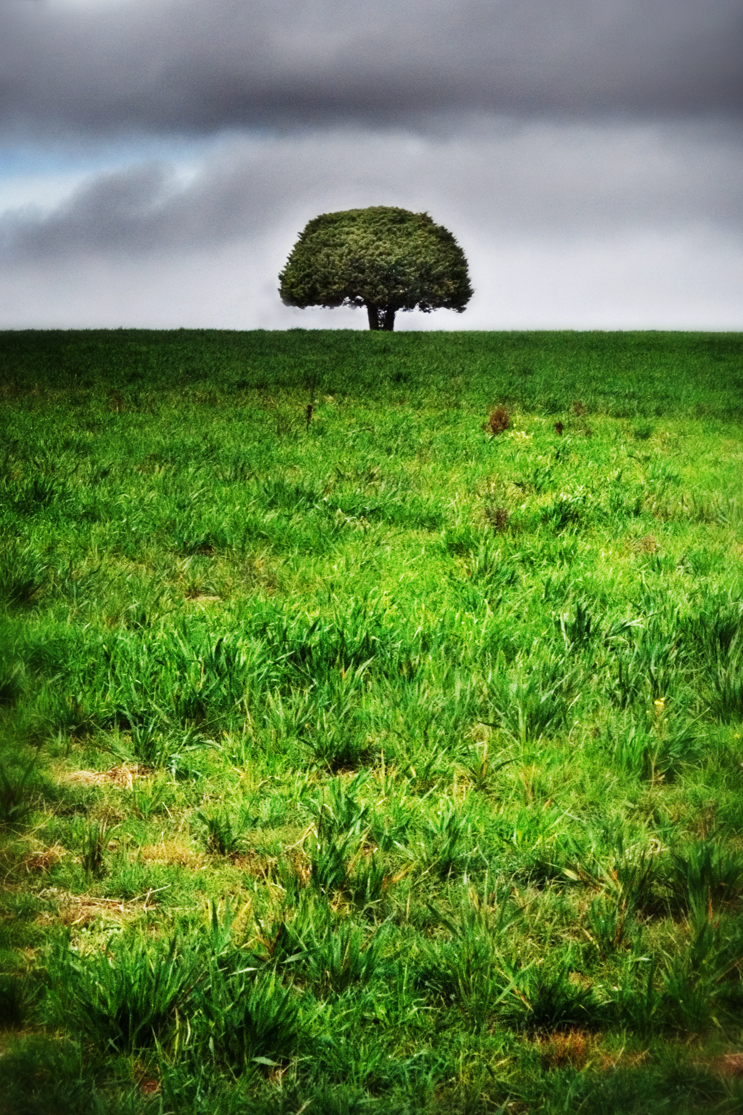 green tree Walcha copy.jpg