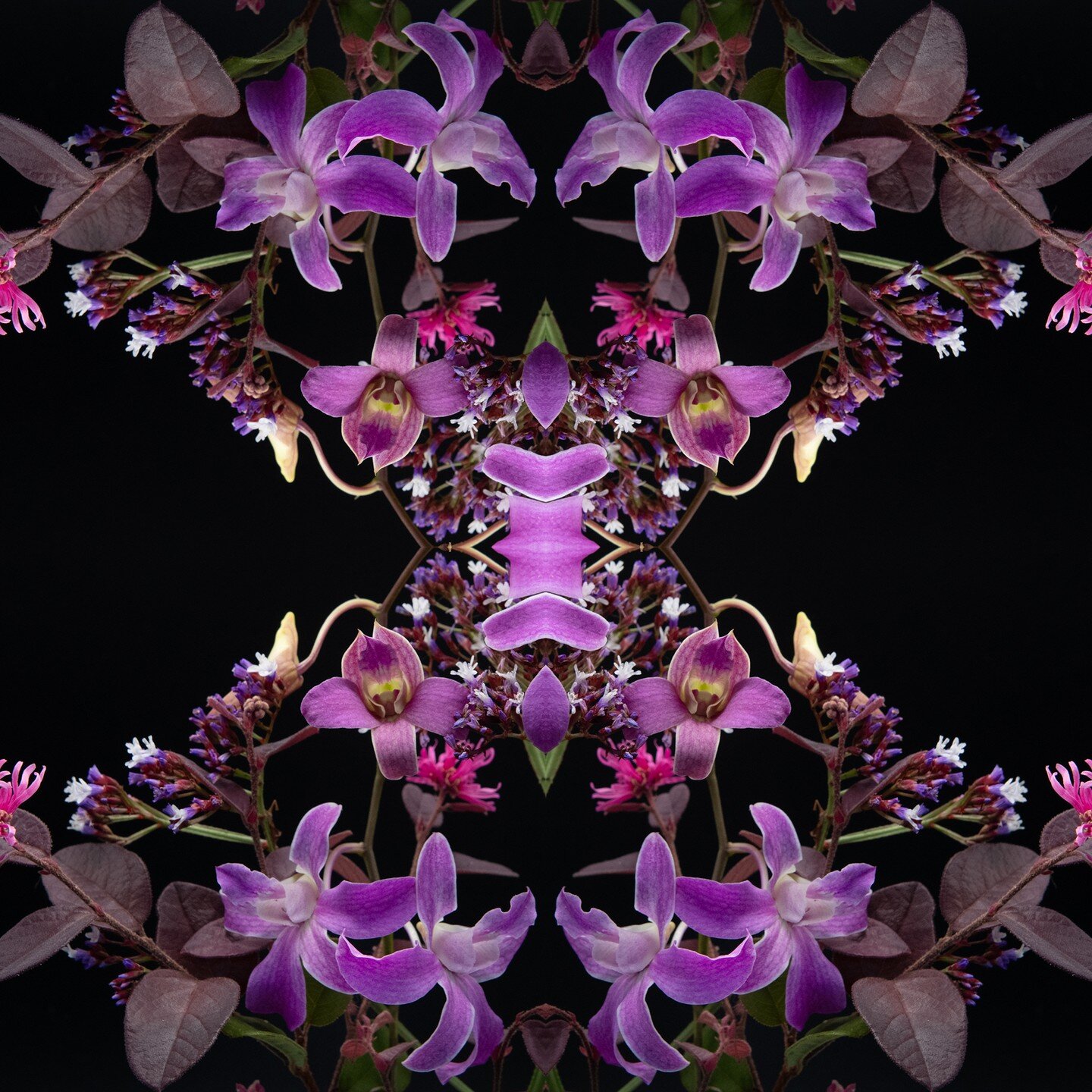 Cruising orchidly along. #australianartist #photographicart #brisbaneartist #theshapesofpossibility #harmonicgeometry #harmony #art #natureart #otherdimensions #possiblities #connection #shiftingrealities #paralleluniverse #meditationart #perspective