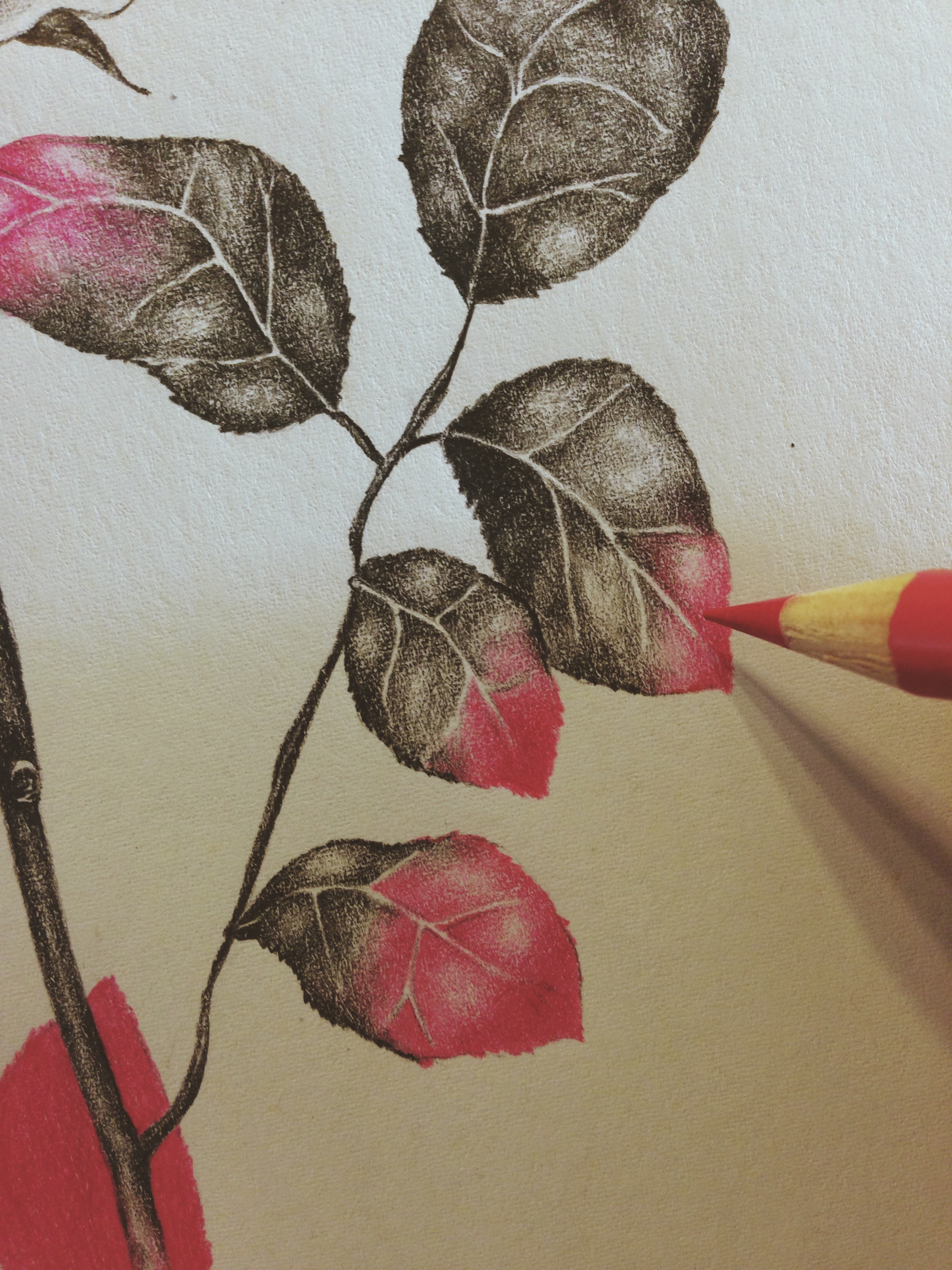 Bloemenbureau Holland (detail of rose drawing)