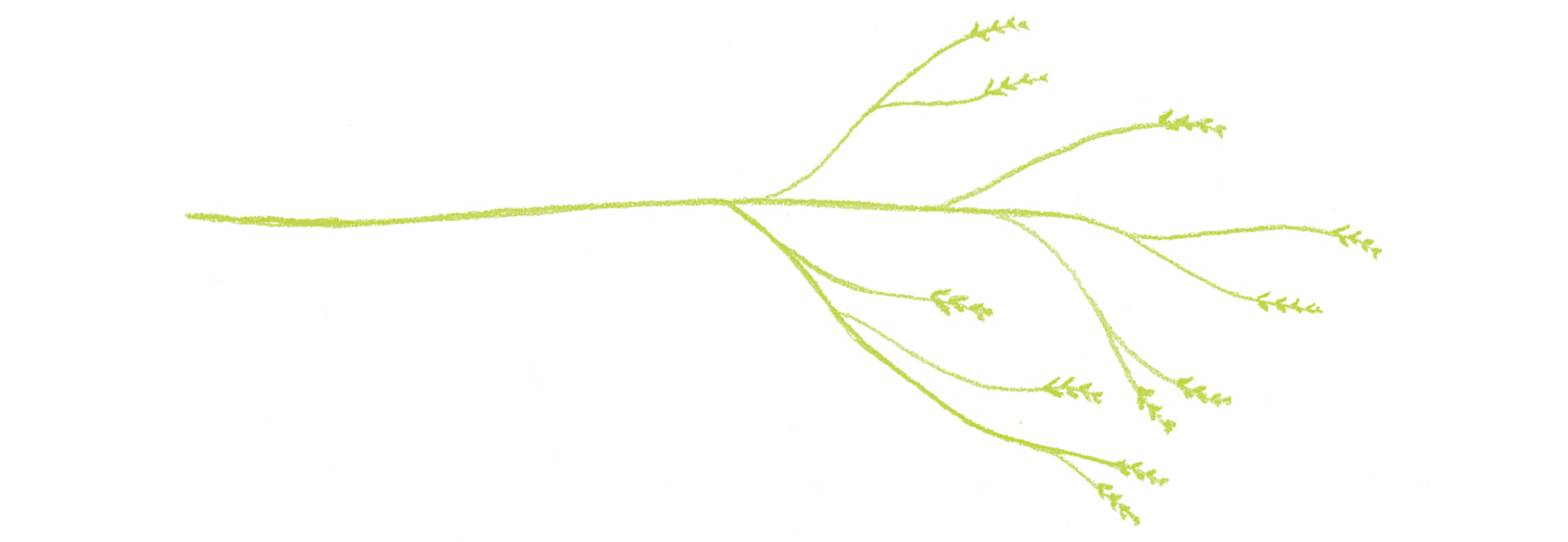 branches6.png