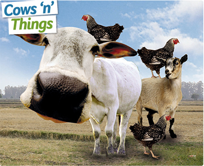 cowThings.jpg