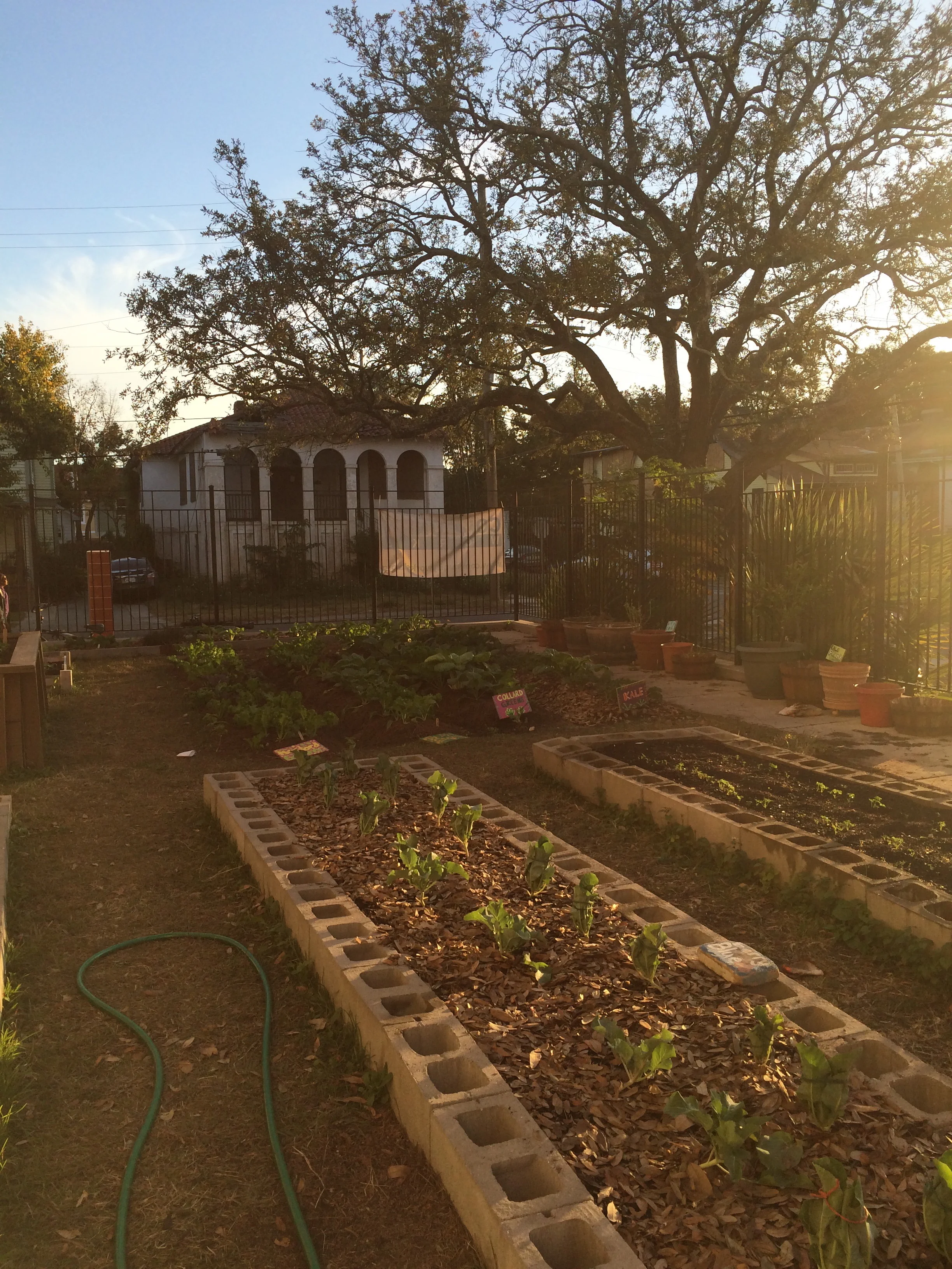 Andrew H. Wilson's school garden in the midst of last year's fall growth