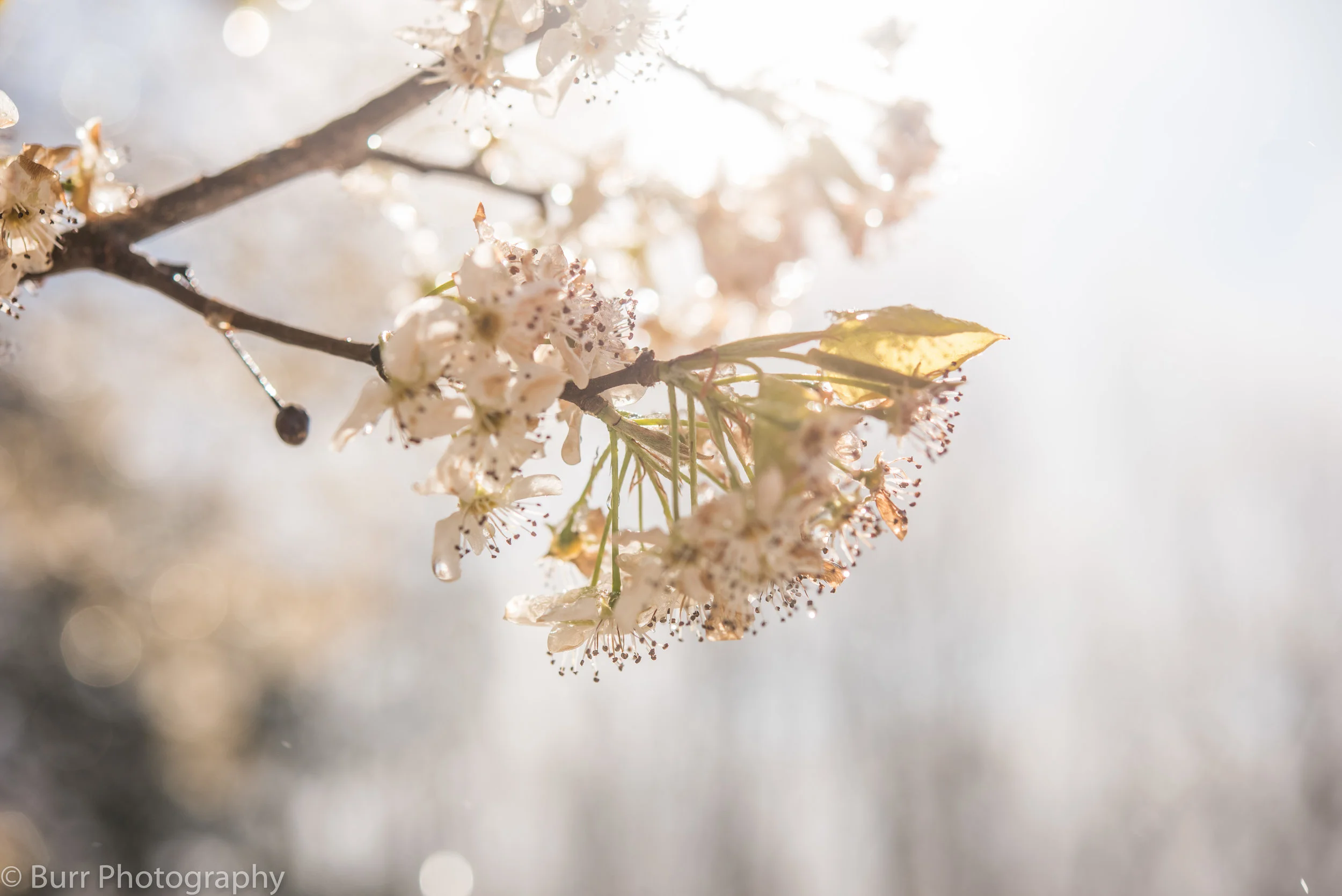 Dreaming (7 of 9).jpg