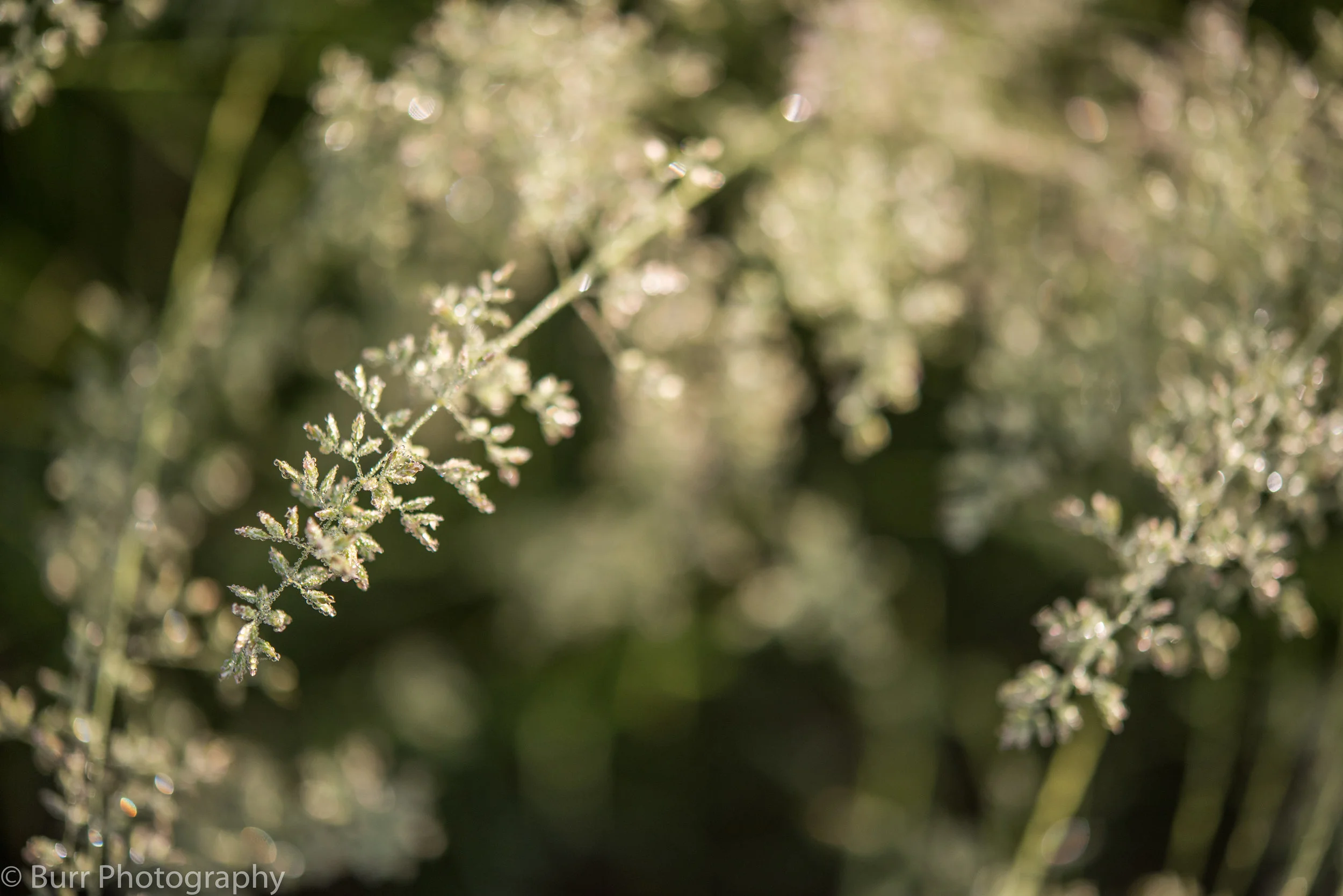 Morning Dew (3 of 24).jpg