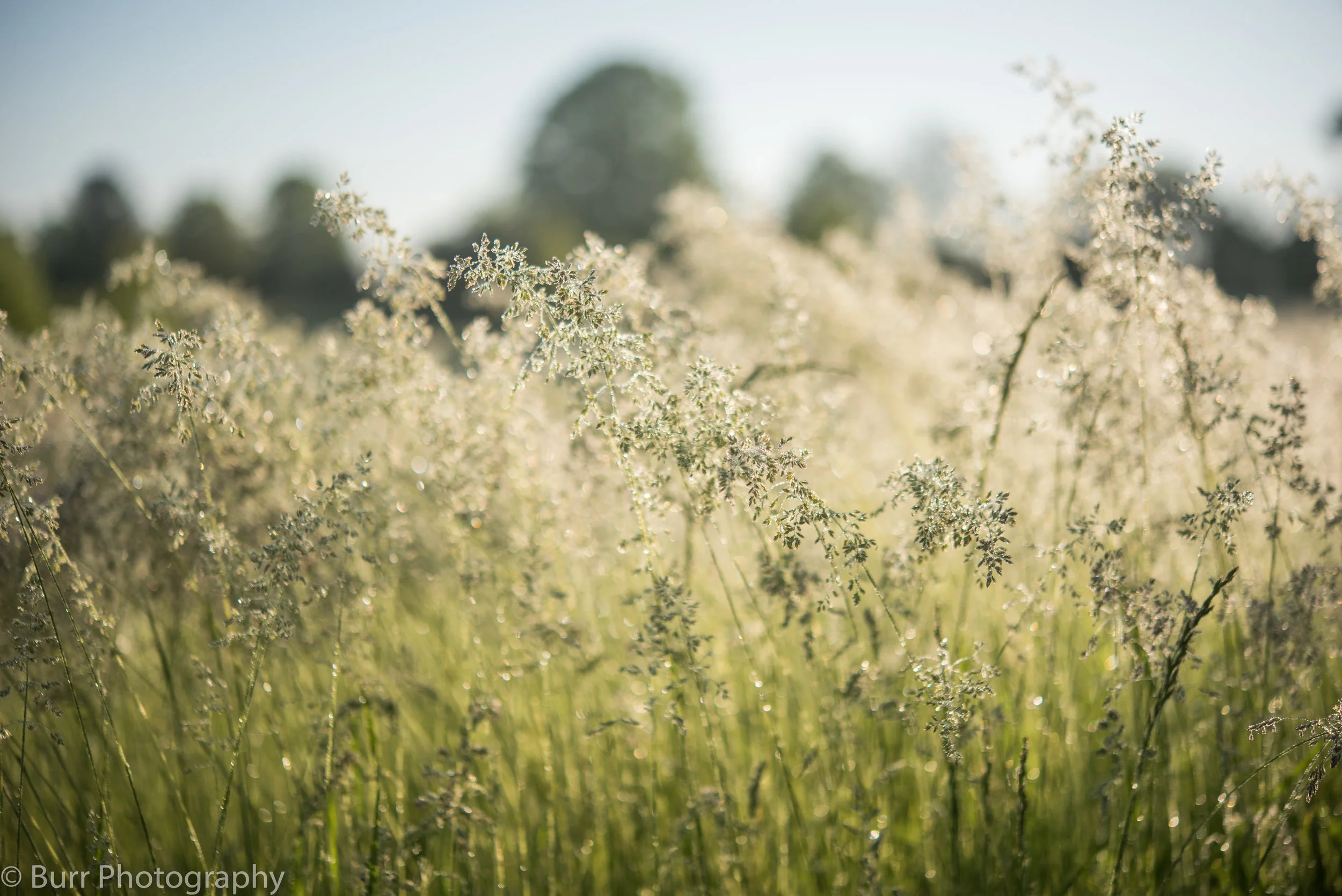 Morning Dew (5 of 24).jpg
