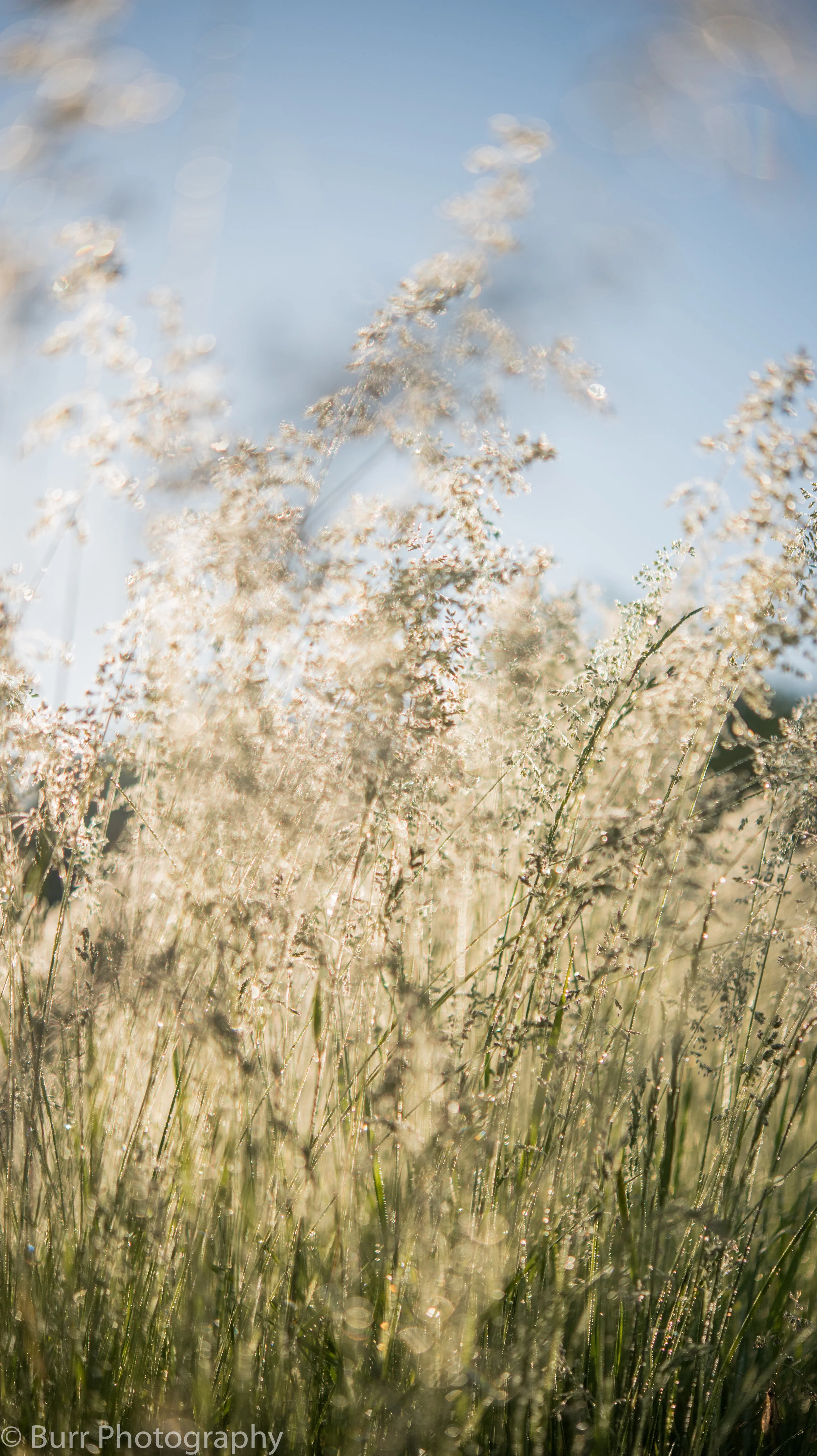 Morning Dew (10 of 24).jpg