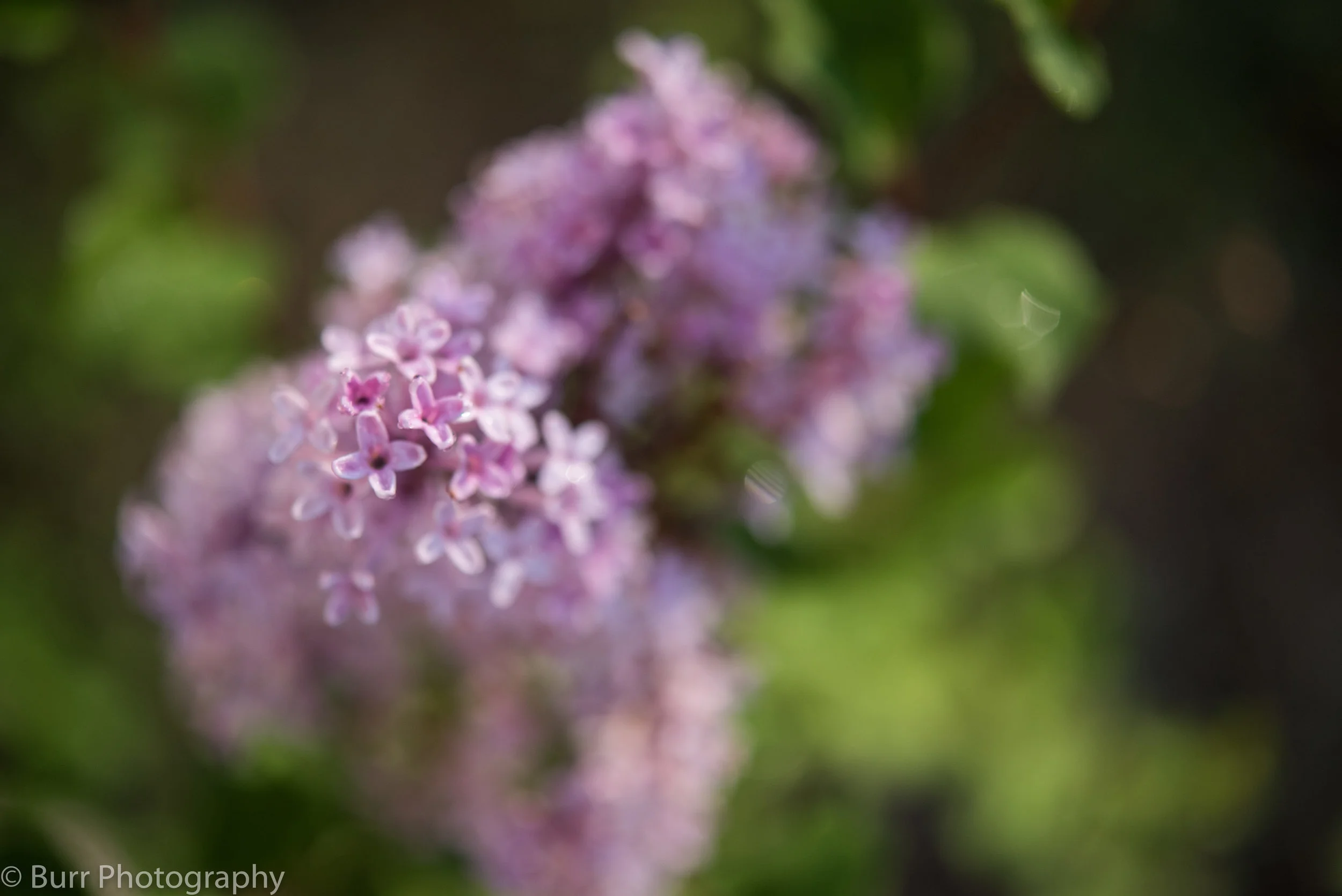 Morning Dew (17 of 24).jpg