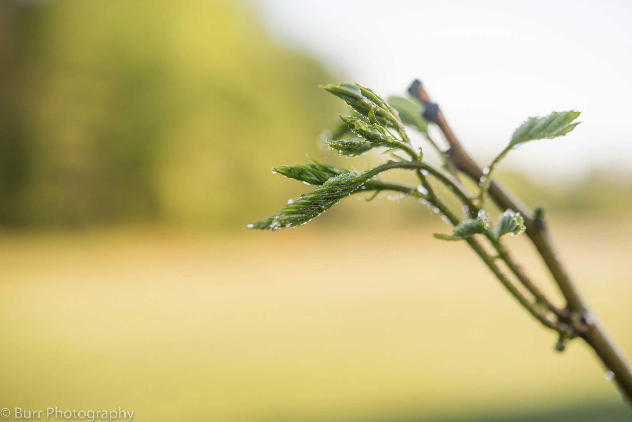 Morning Dew (21 of 24).jpg