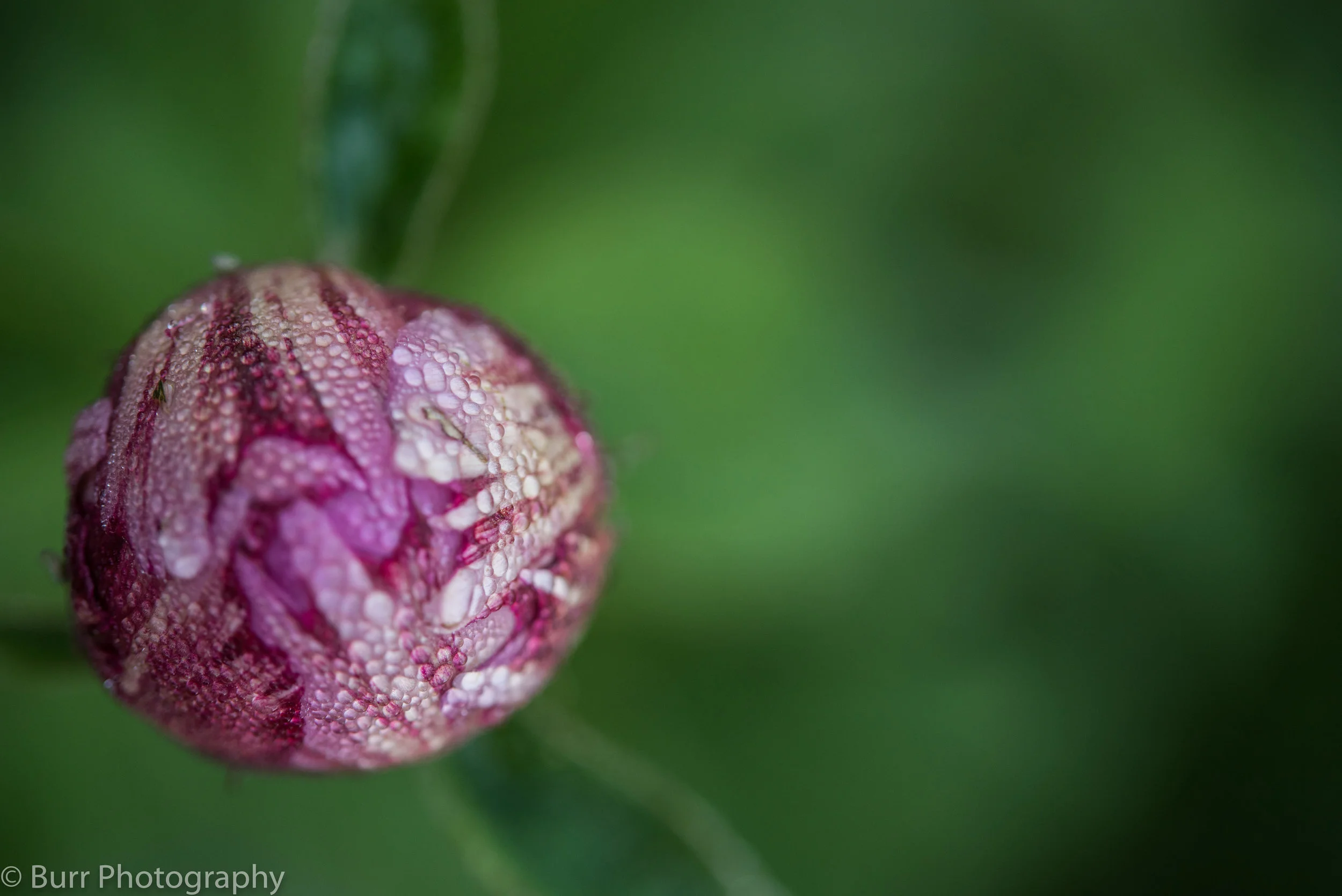 Morning Dew (24 of 24).jpg