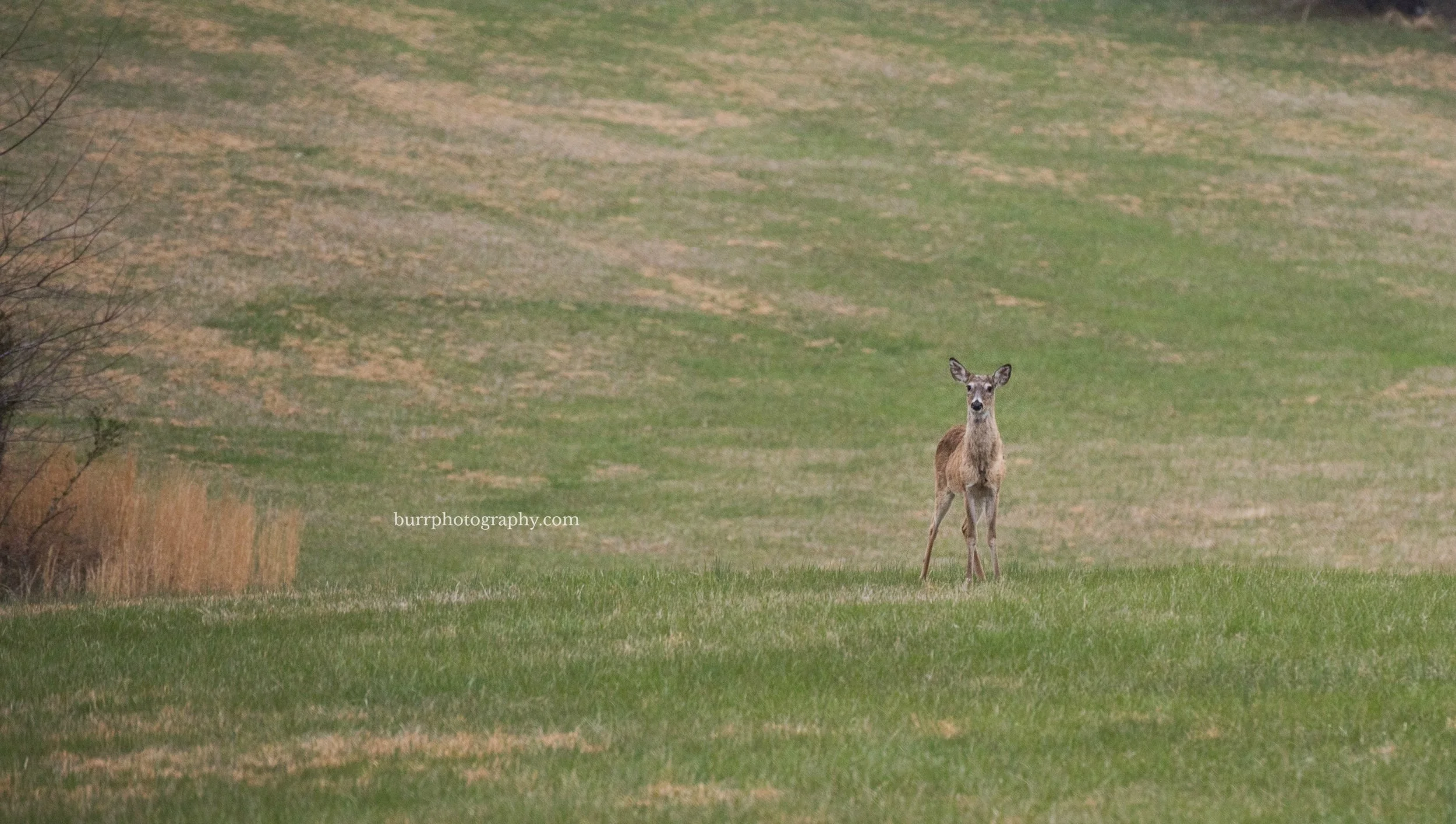 Visitor (2 of 2).jpg