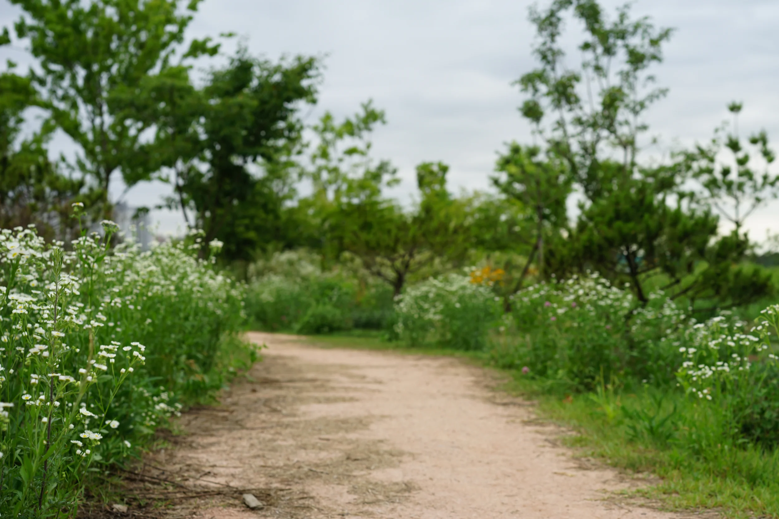 Trail.jpg