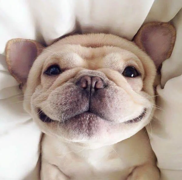 Puppy.jpg