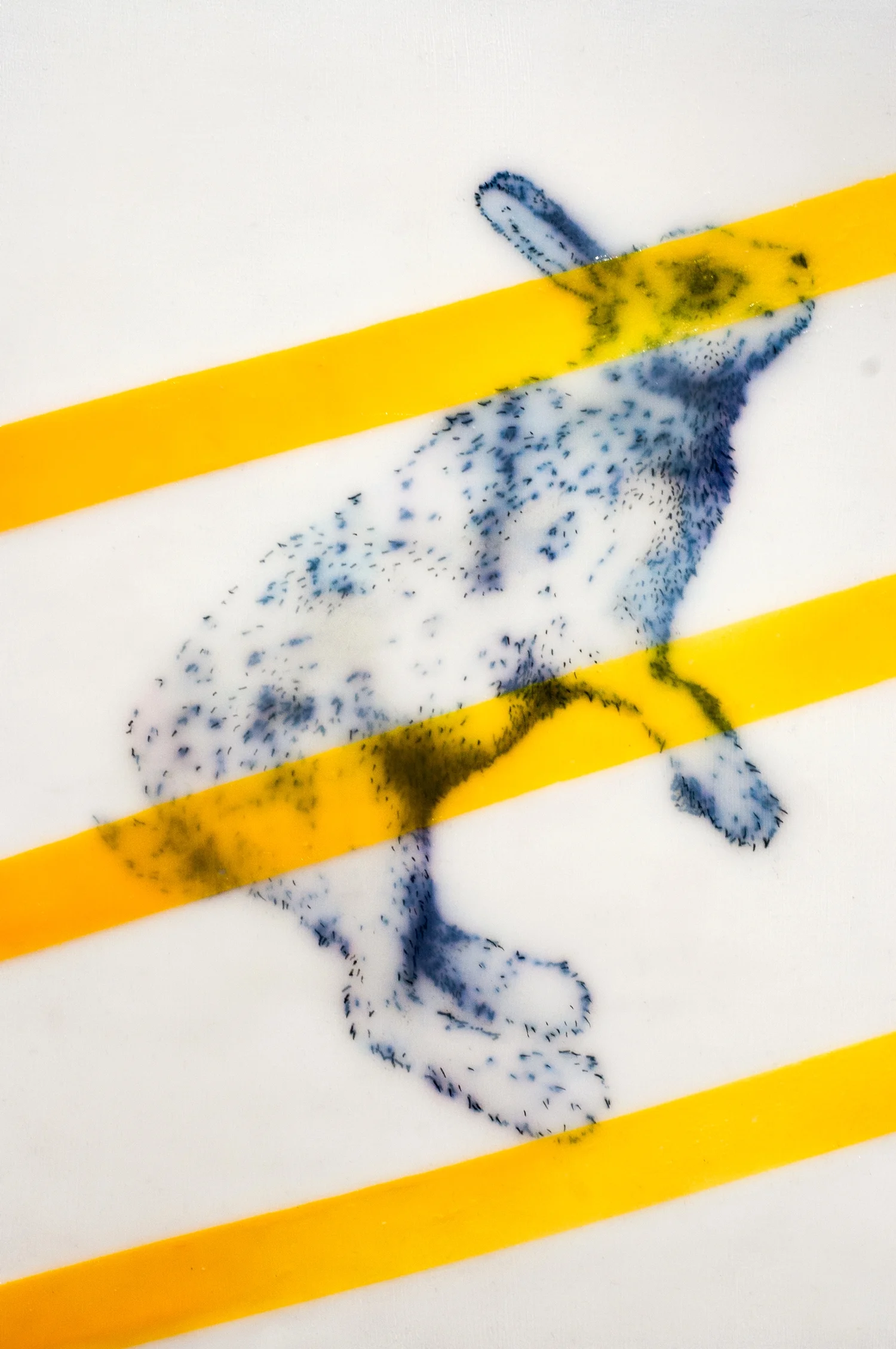 hare.jpg