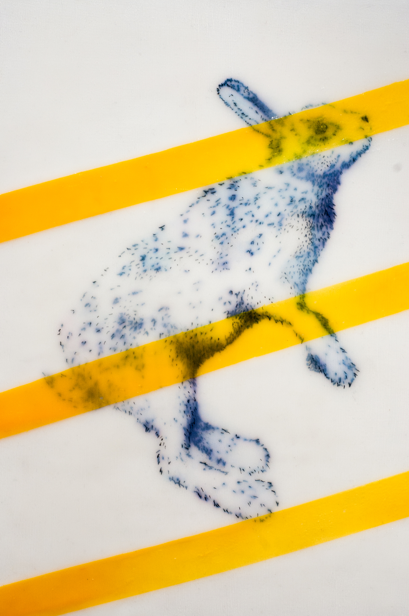 hare.jpg
