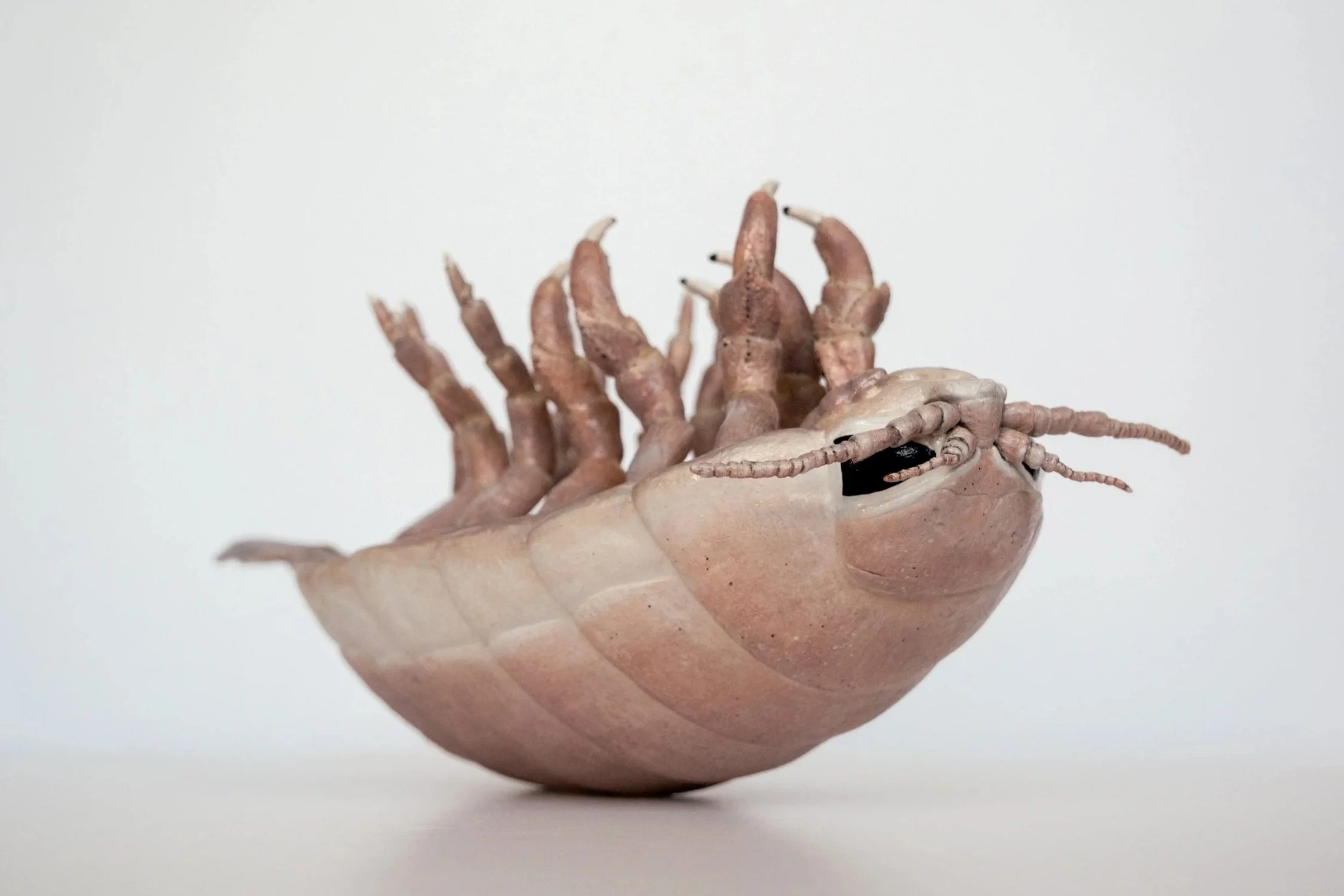 Deep-sea Giant Isopod