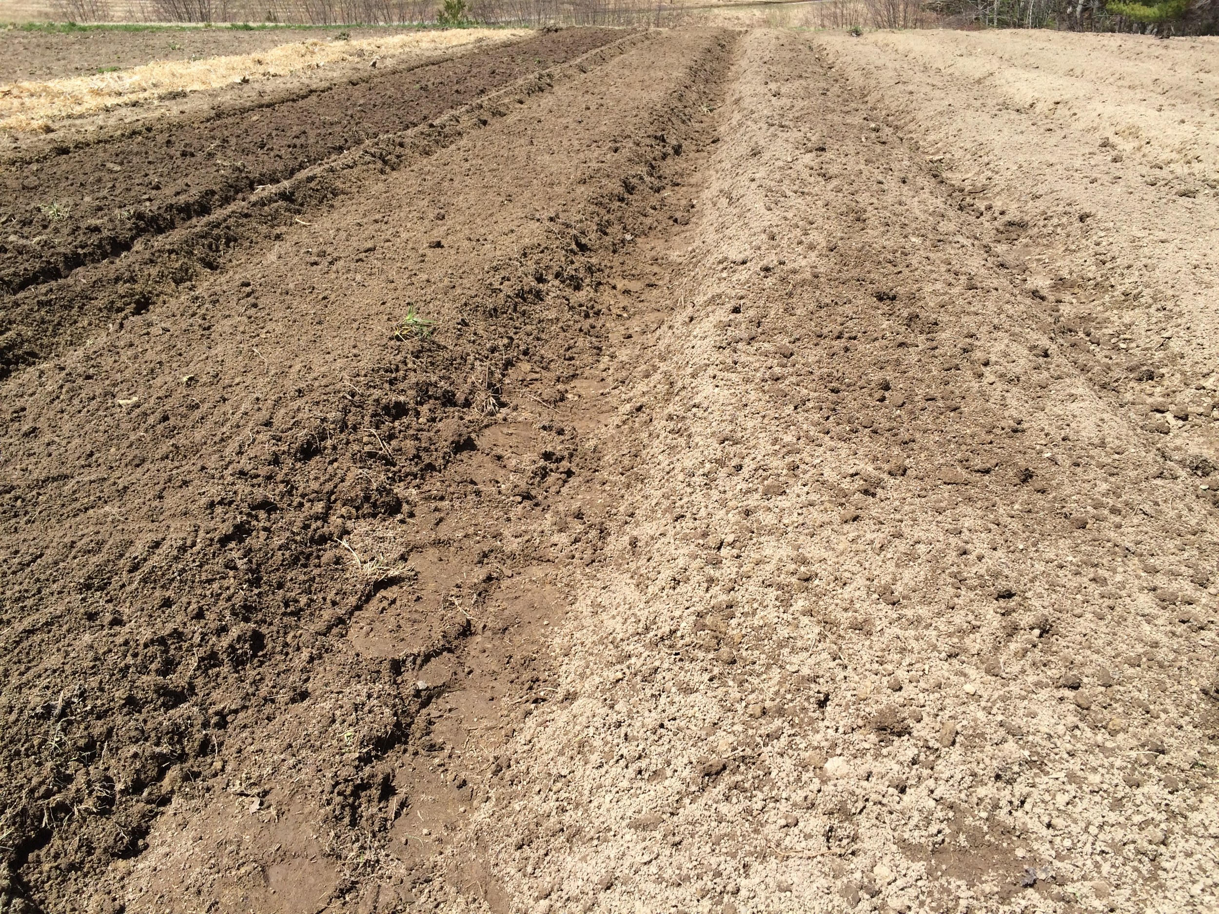  Permanent raised beds are being prepared! Better soil drainage equals happier, healthier plants. &nbsp; 