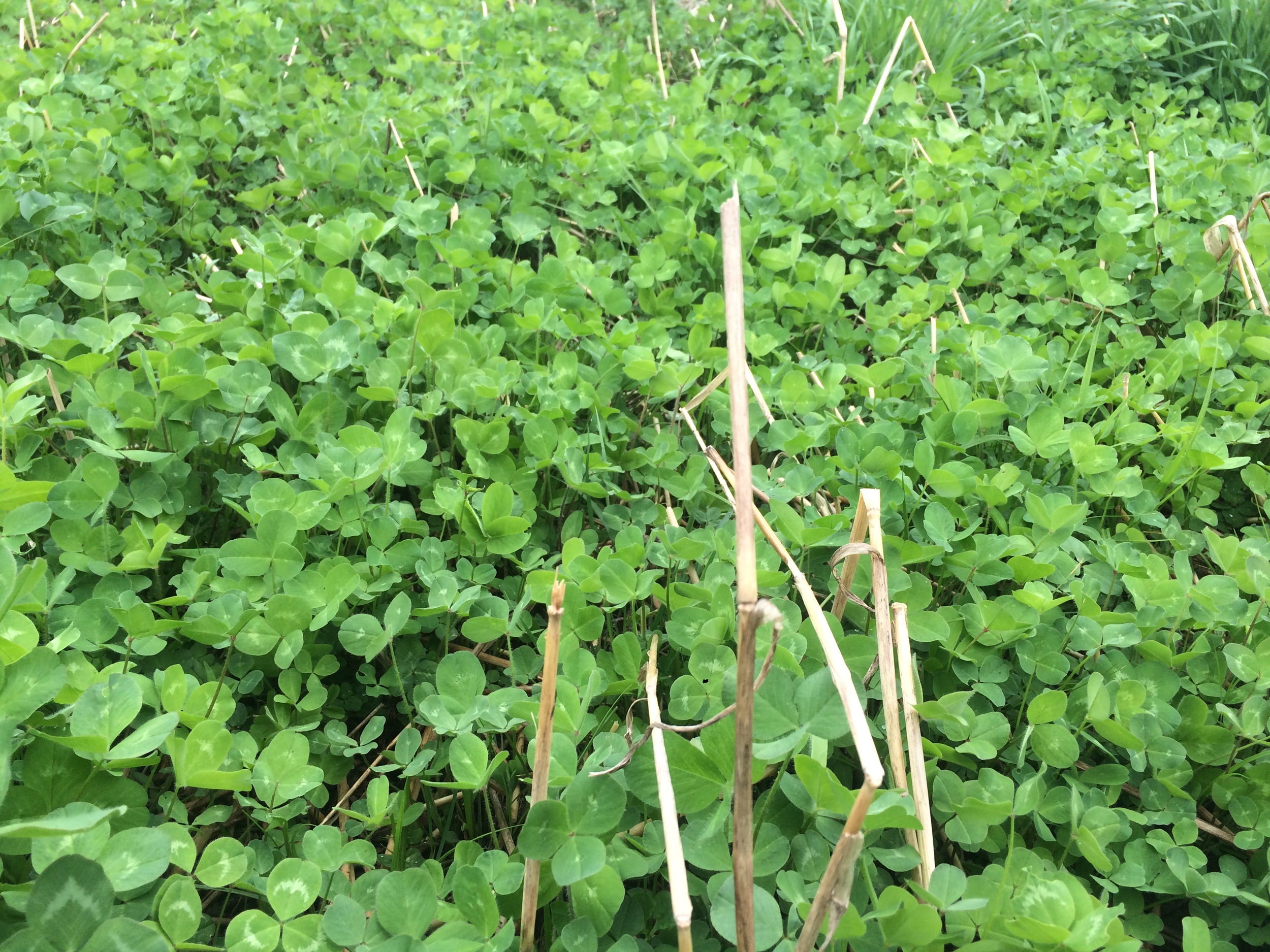 Clover that over-wintered.  Letting this small corner of the garden grow a nice crop of clover to be turned in 1st of July to later nourish fall carrots.  