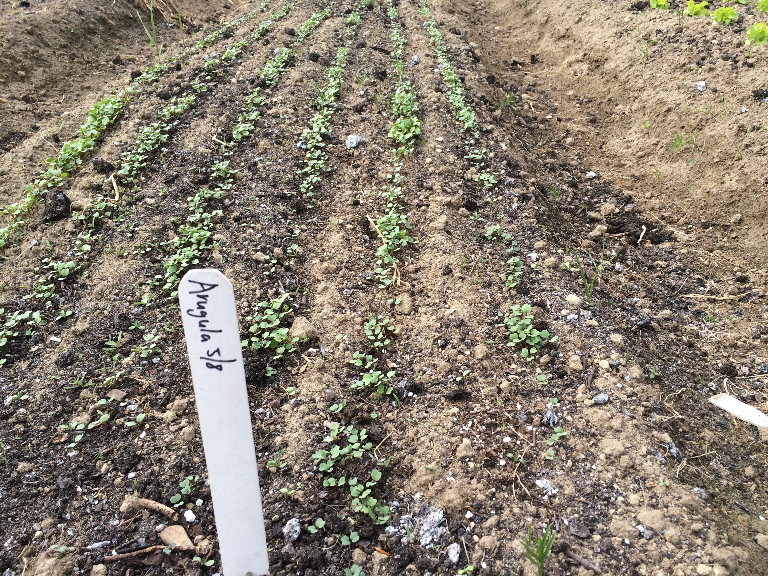 Arugula!  A favorite spring crop.  