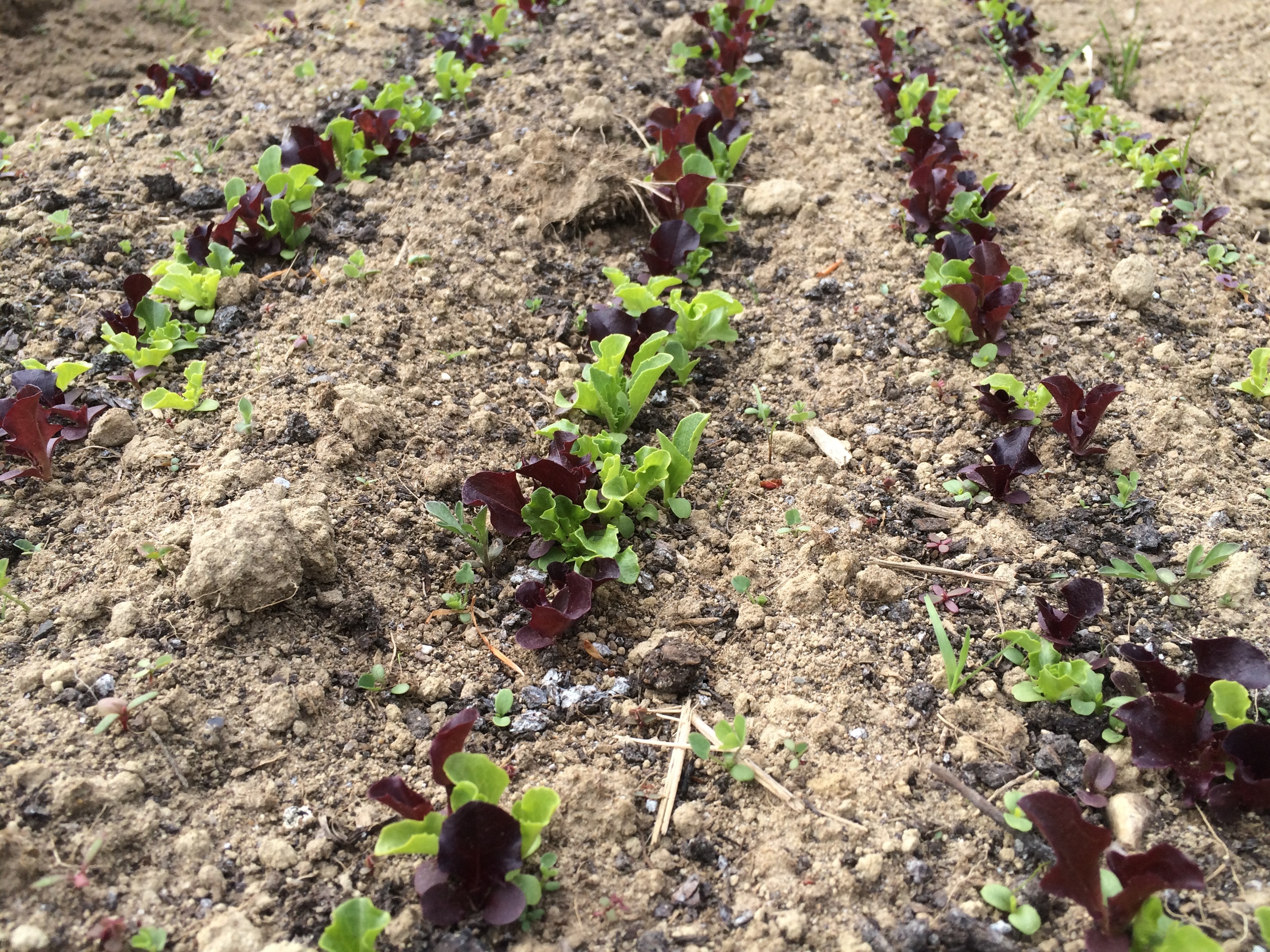 Leaf lettuce for an early salad mix.