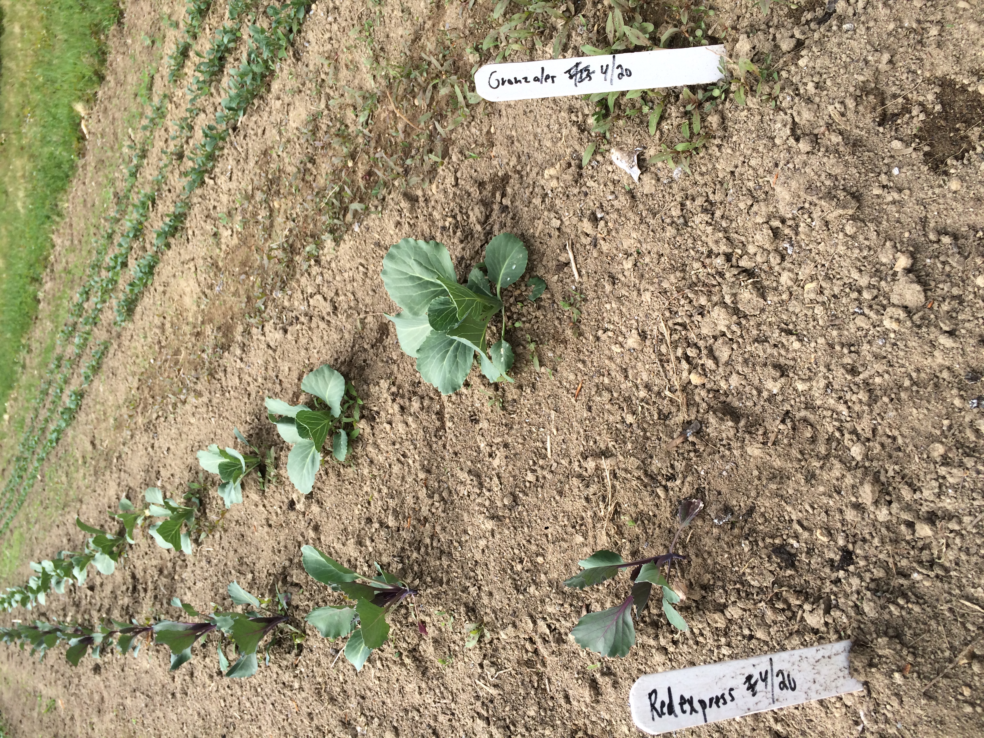 Petite head cabbage (green and red varieties)