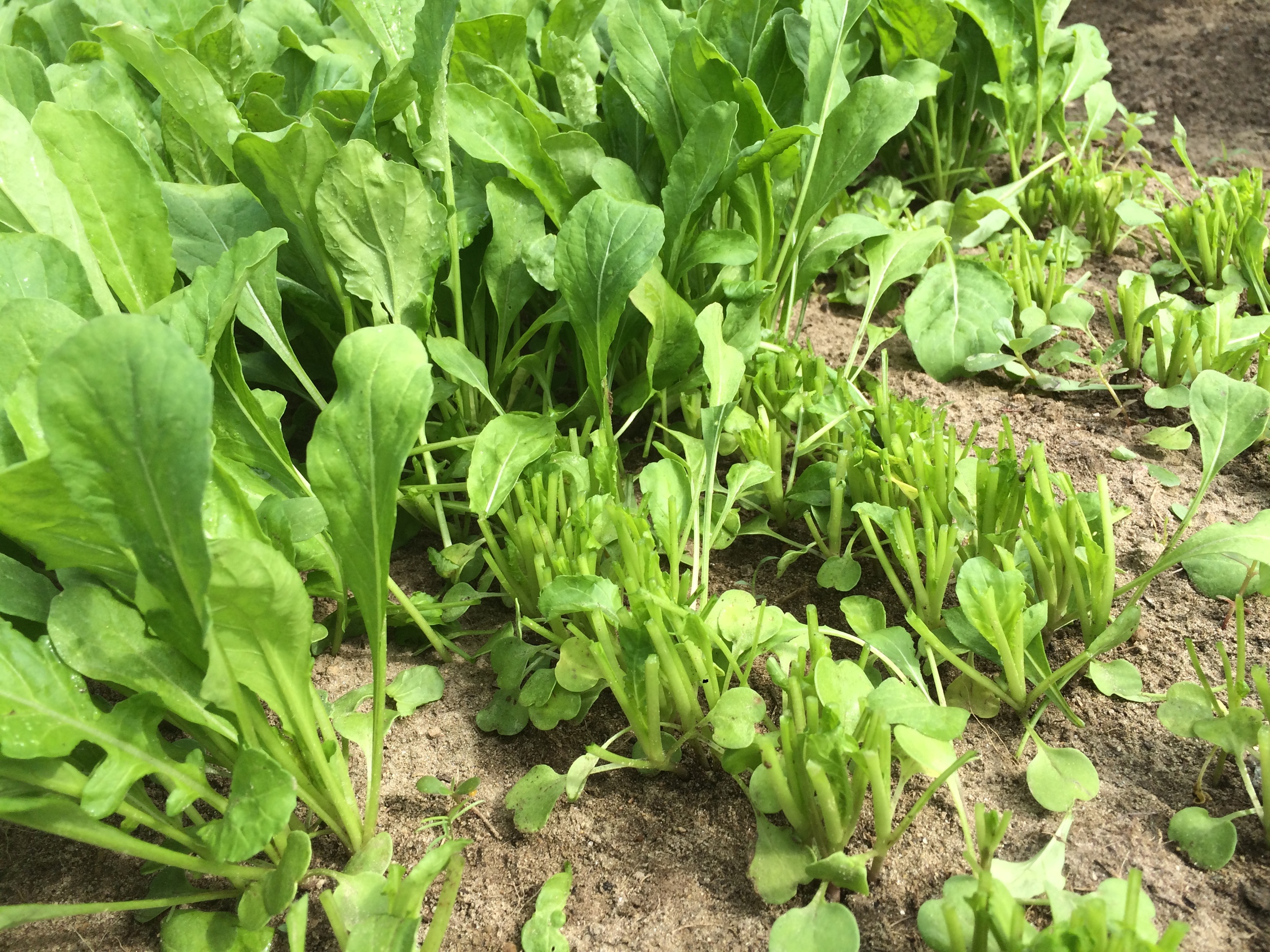  Just cut 'Astro' Arugula 