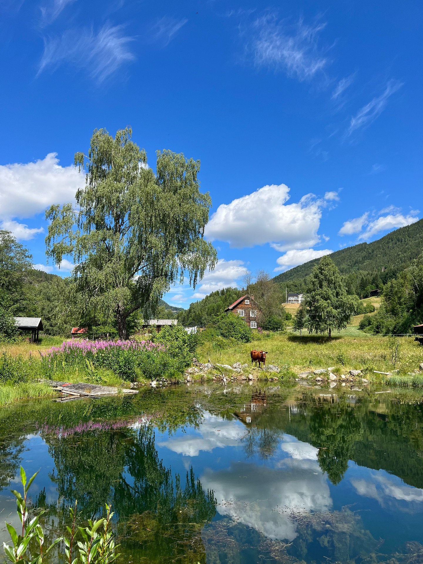 Noen ganger trenger du bare &aring; bli stirret i senk av en ku med hjerte i panna &hearts;️🌀

#kulturlandskap #norskkulturarv #sevletunet #gjesteg&aring;rd #norsksommer #norgesskjulteperler #p&aring;halvveienmellomosloogbergen  #bryllupslokale #ret