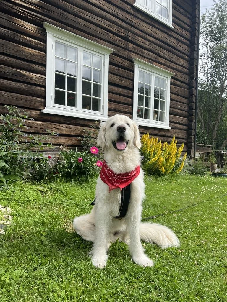 En glad hvit hund med halstørkle sitter foran et hus med trehvite vinduer, omgitt av grønne planter og fargerike blomster.