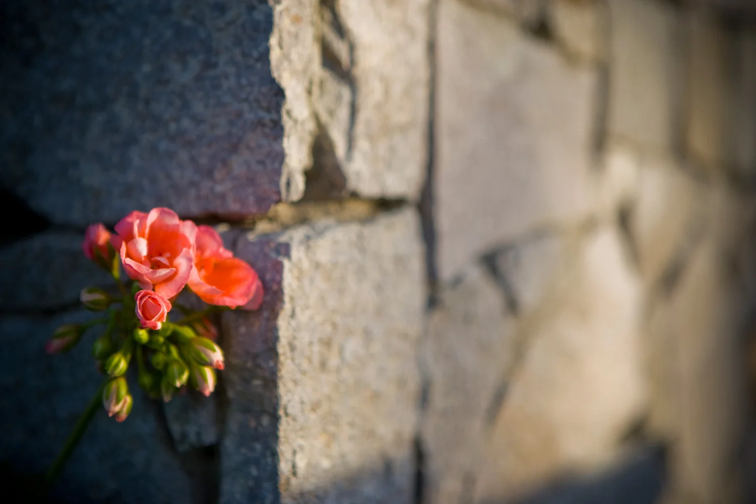 landscaping-ideas-home-landscape-architecture-phoenix-img07.jpg