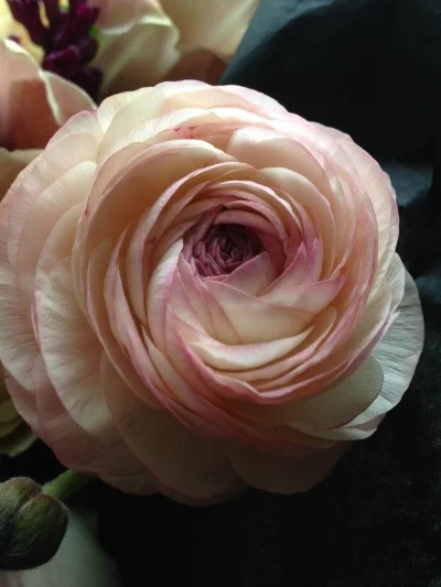 ranunculus.jpg