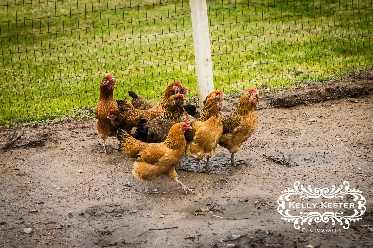 "What's the point in having chickens if you can't take cute photos with them???"