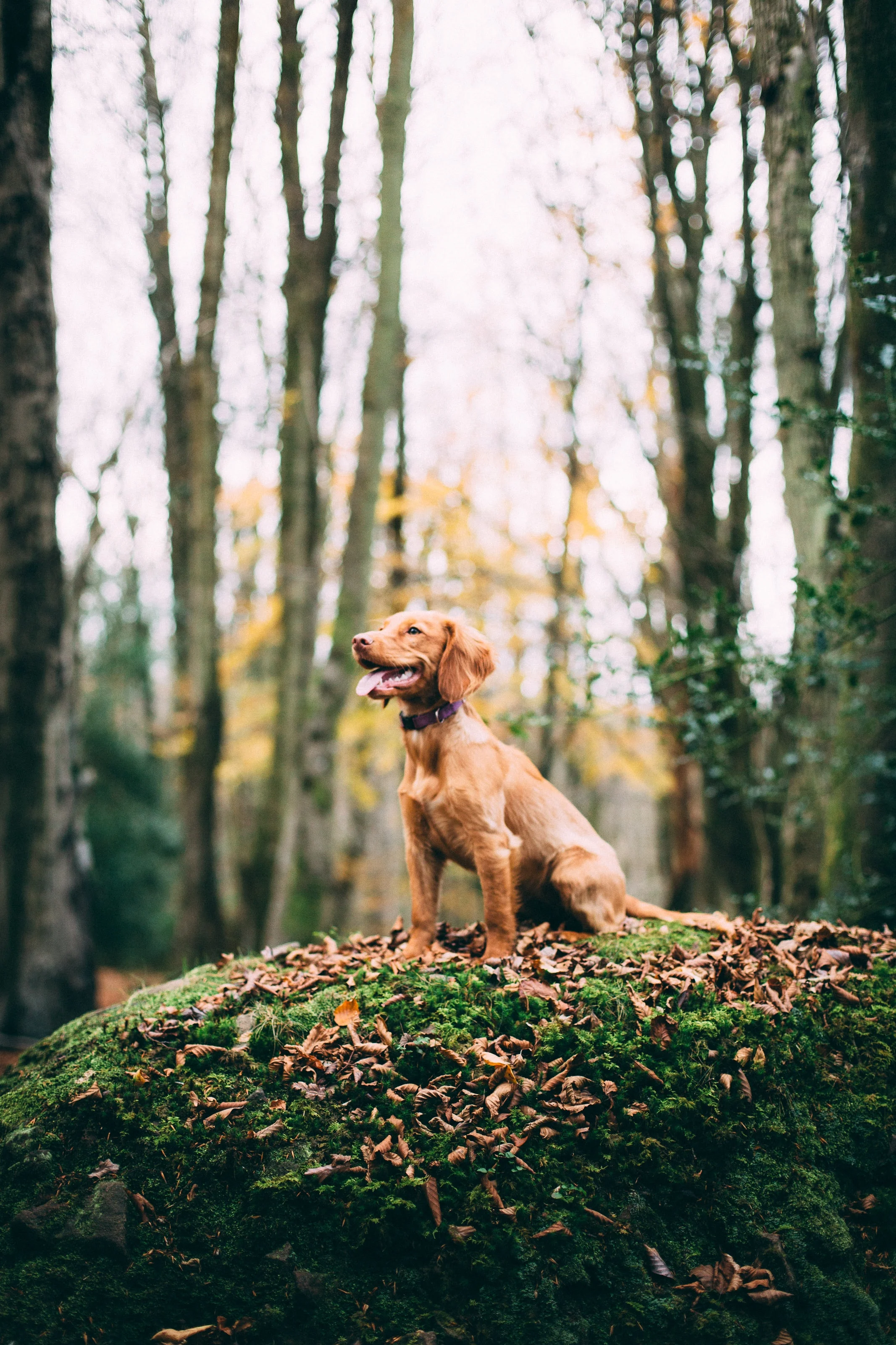 samuel-thompson-501755-unsplash.jpg