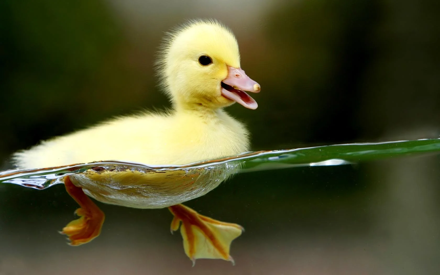 If a little baby duck takes a shit in the water and nobody sees it, did it really happen?