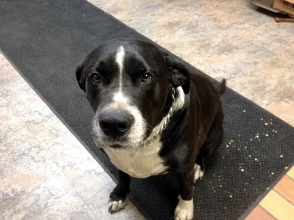 "Tank" Ray's Commercial's Guard Dog and Complaint Department Chairman