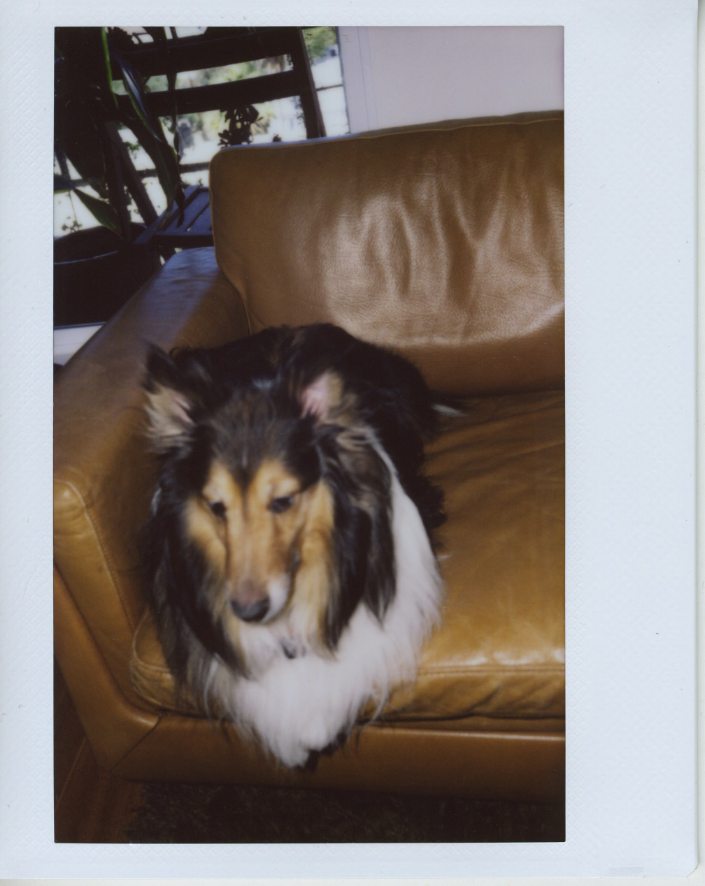 POLAROIDS 5.jpeg