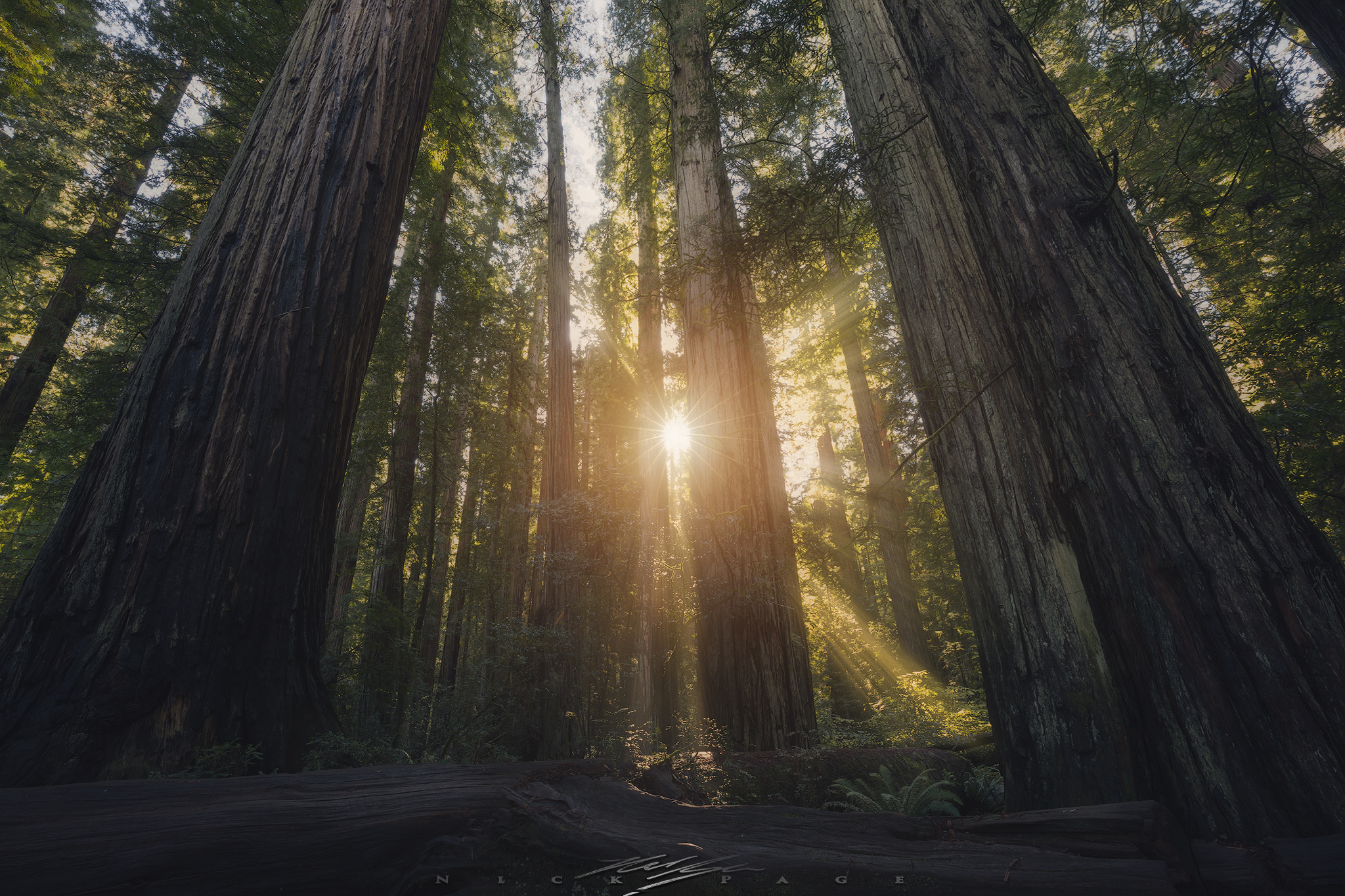 redwoods-sun.jpg