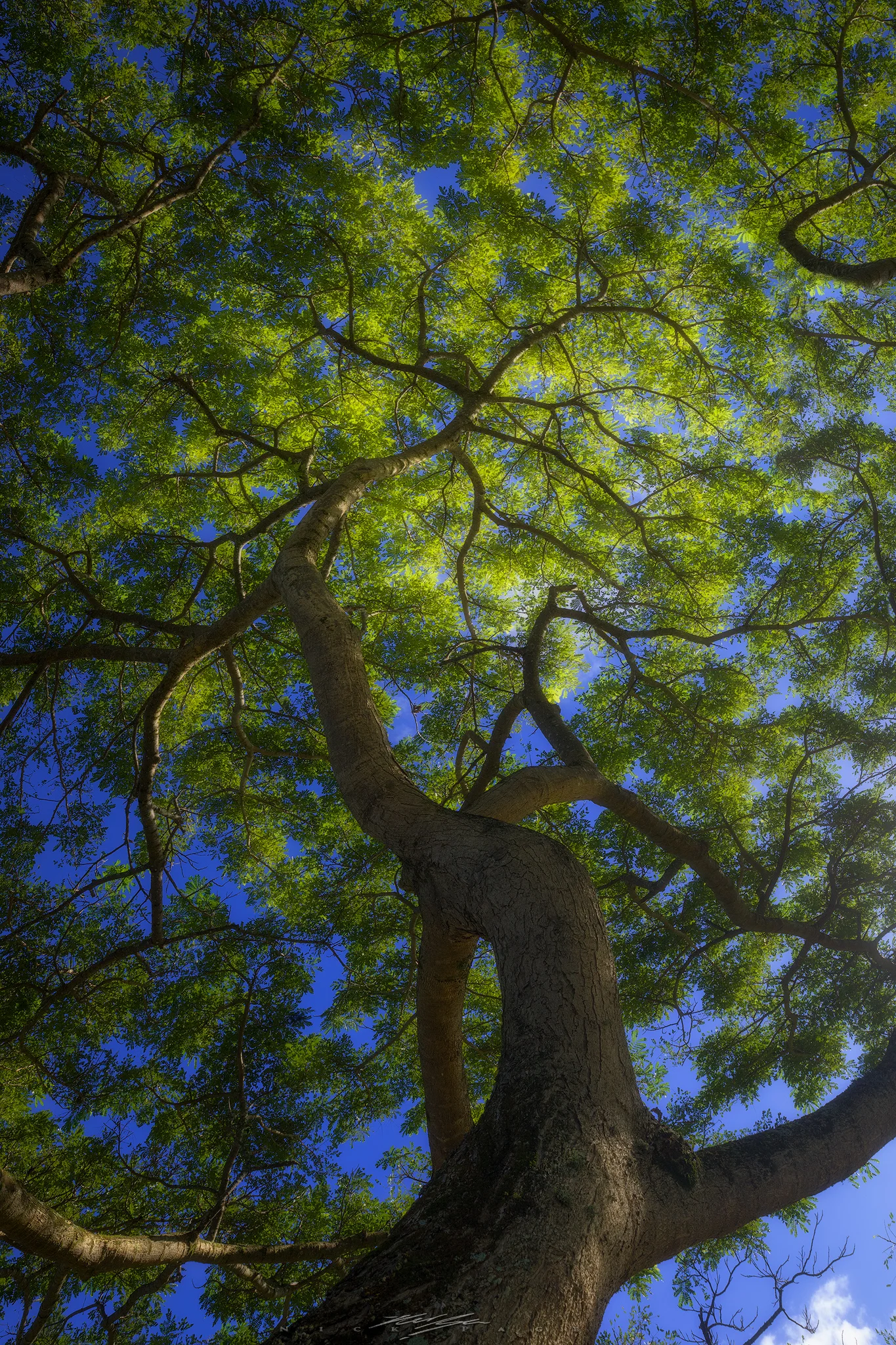 looking-up.jpg