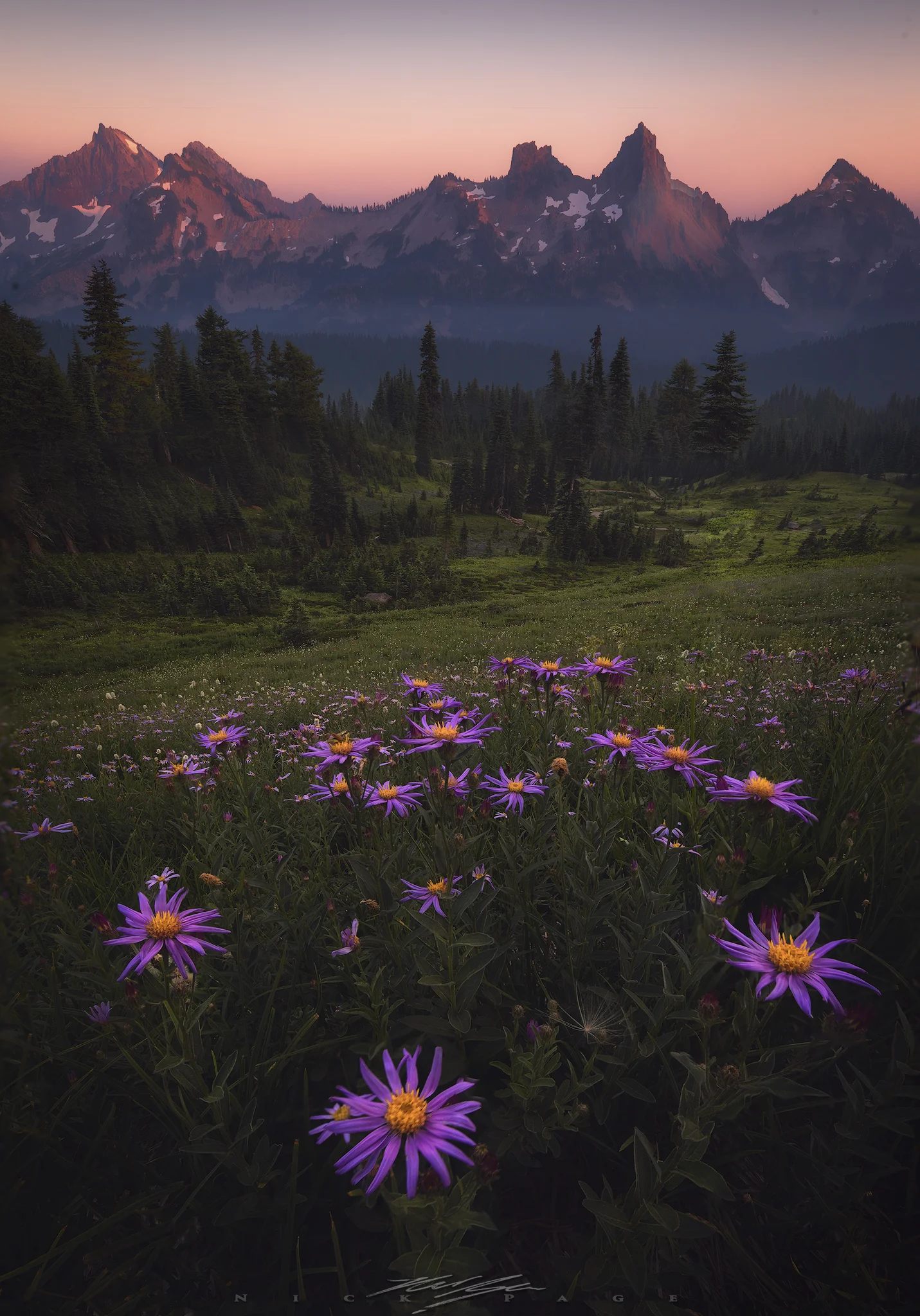 tatoosh-bloom.jpg