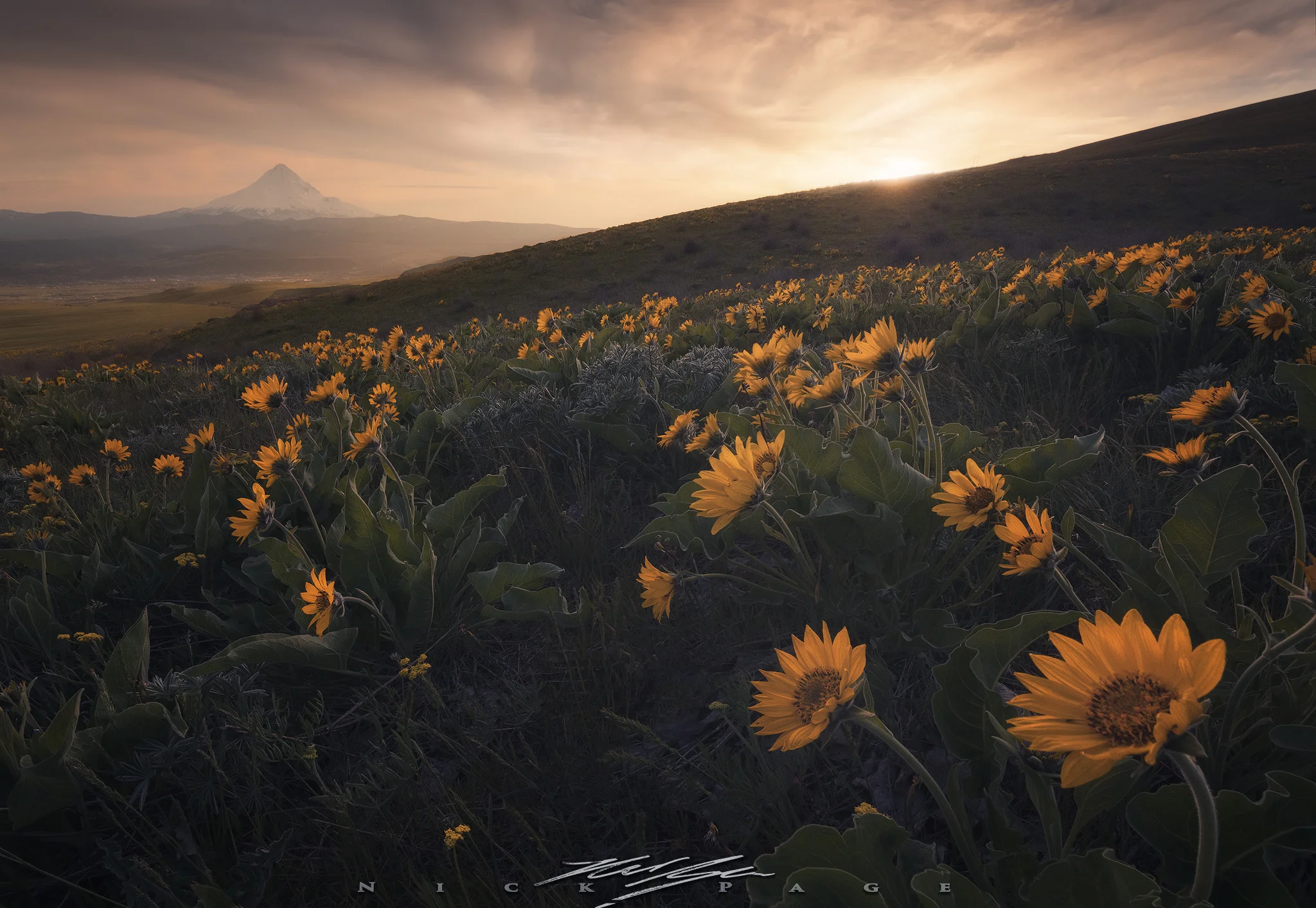 columbia-hills-bloom.jpg