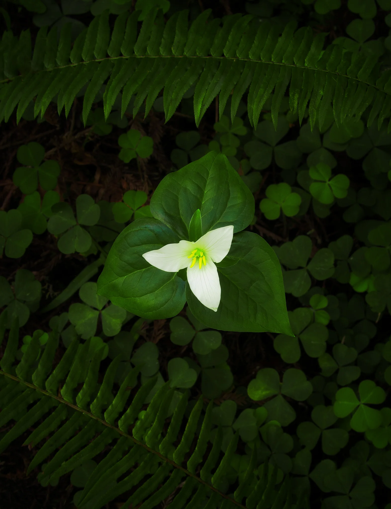trillium-short.jpg