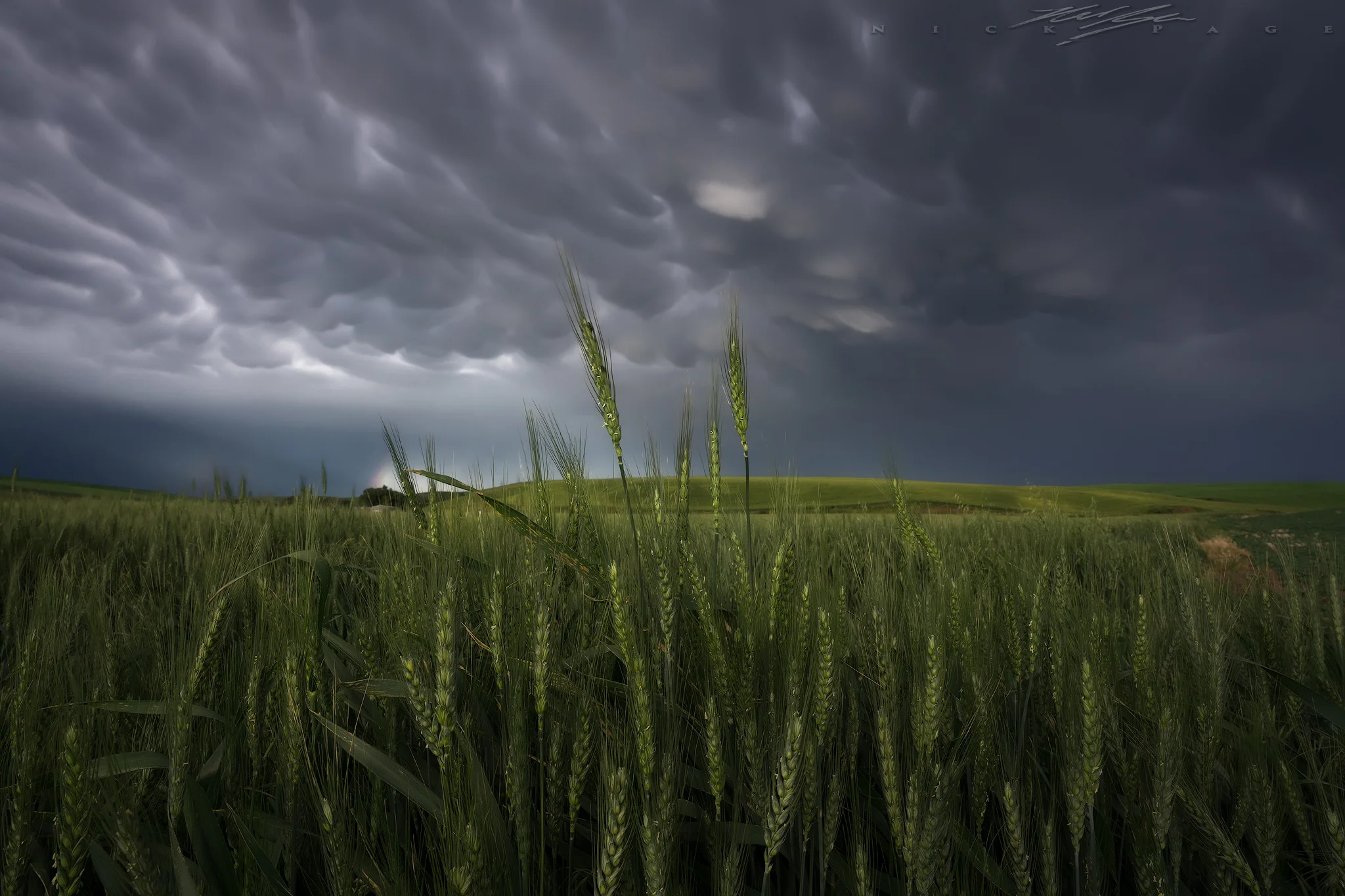 Spring-wheat-mamatus.jpg