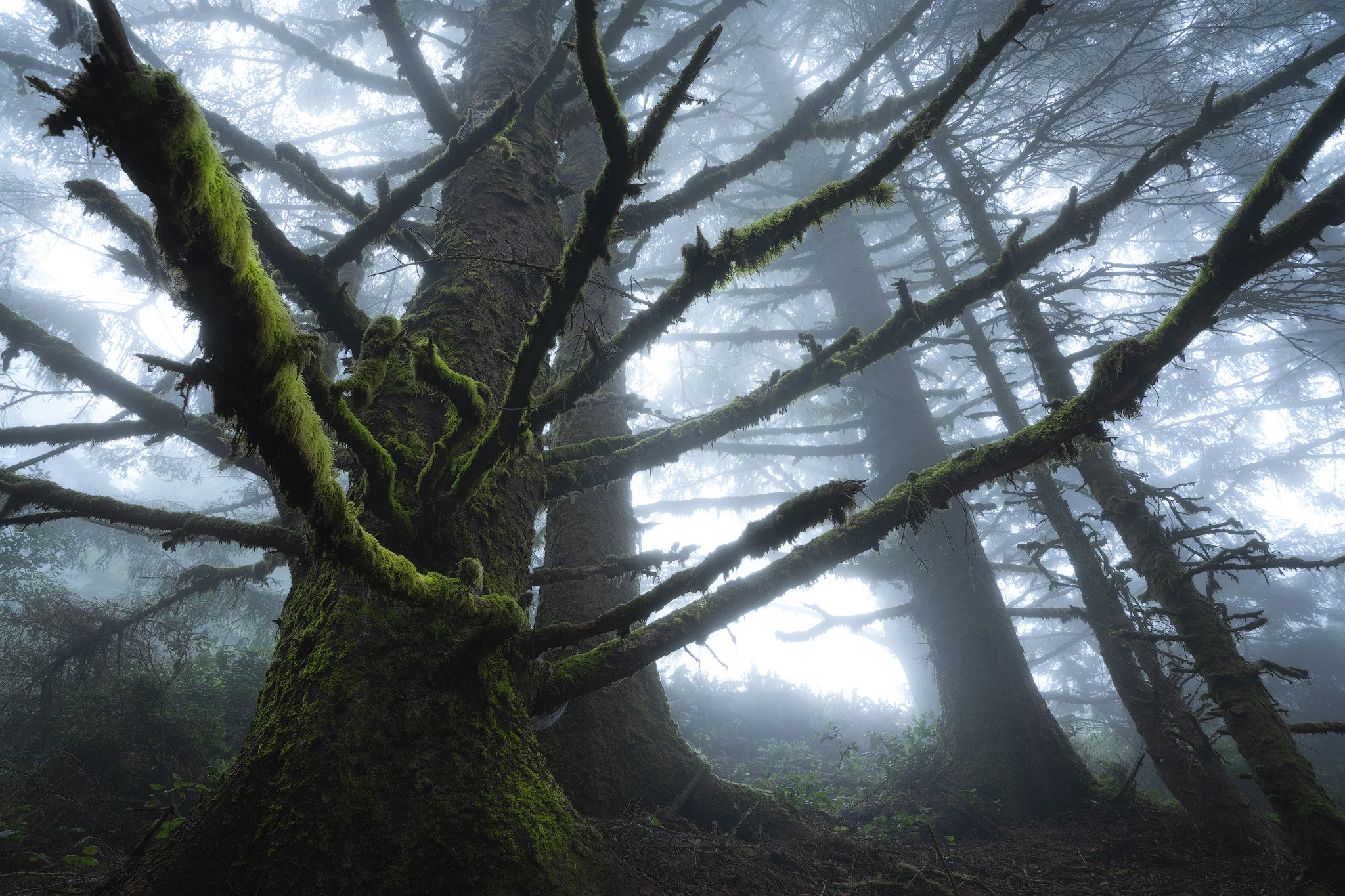 forest-giant-small.jpg