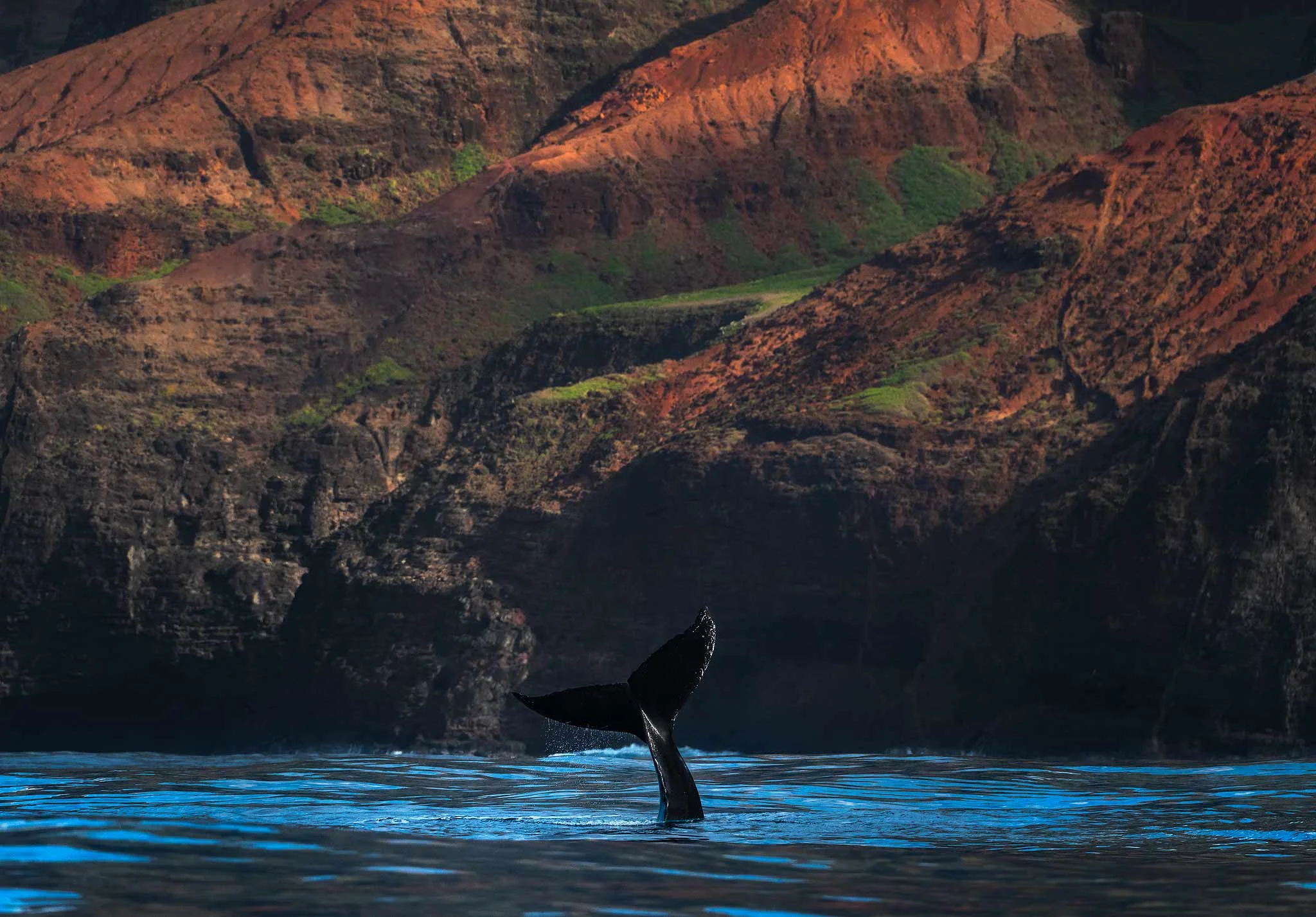 napali humpback tail