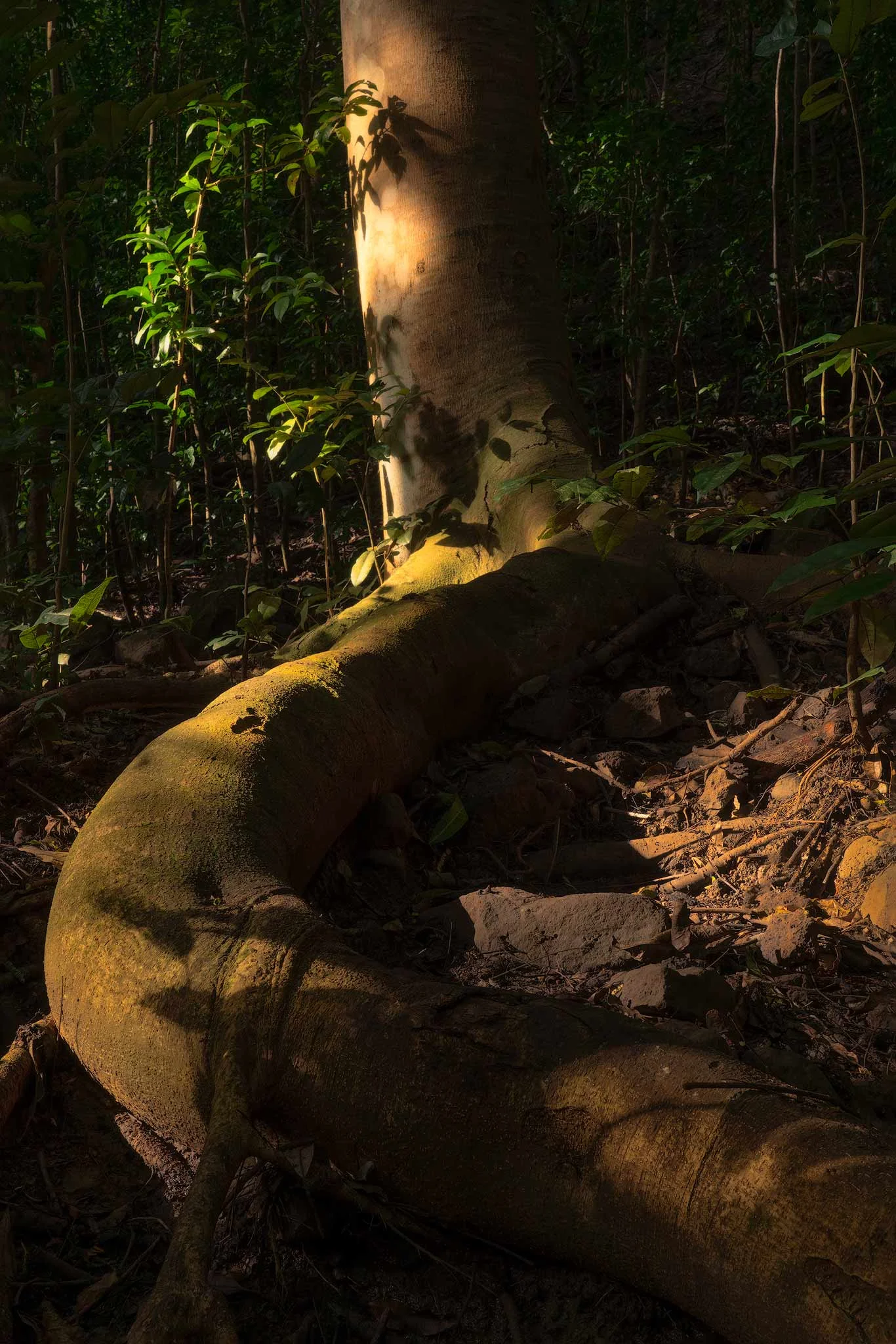 embrace-of-the-jungle.jpg